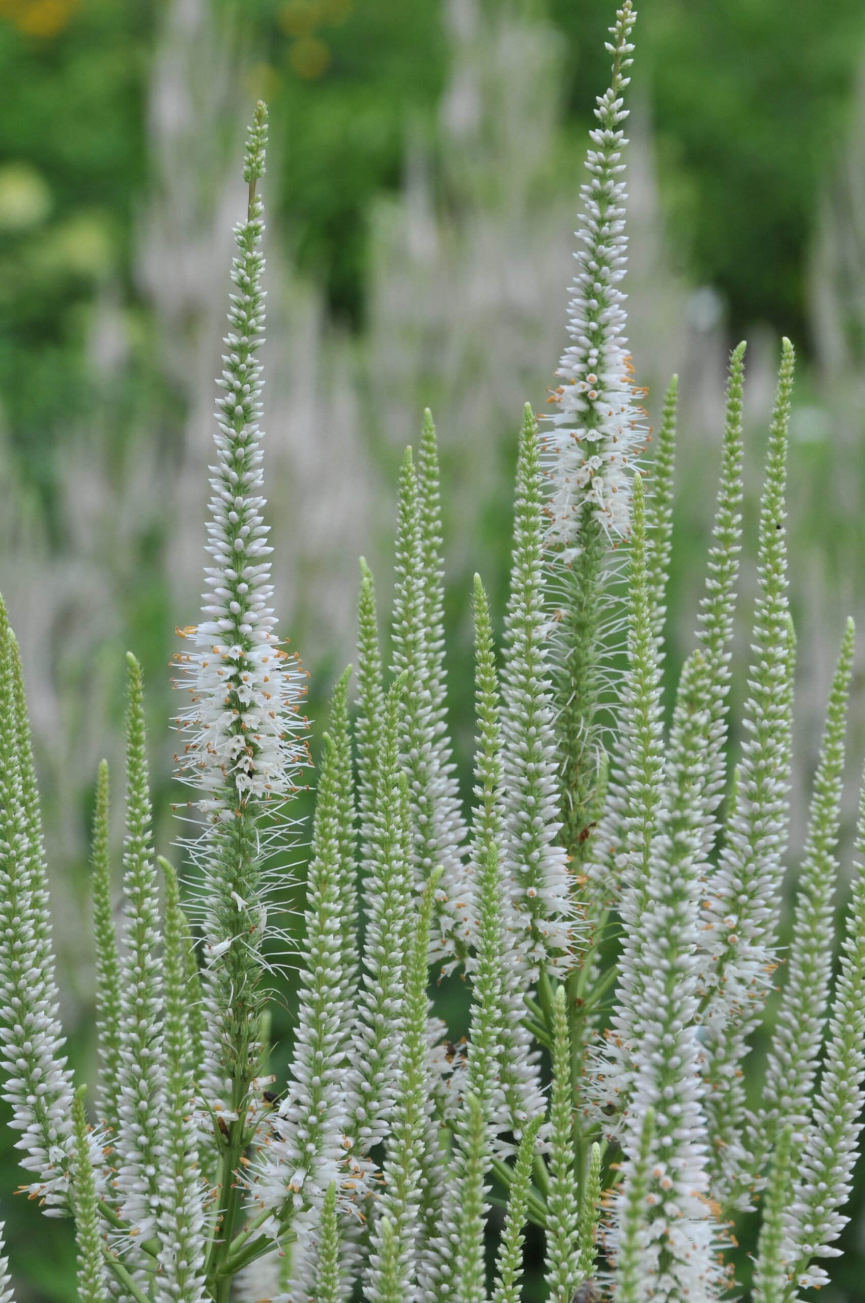 13158_veronicastrum_virg_album_CH_002.jpg