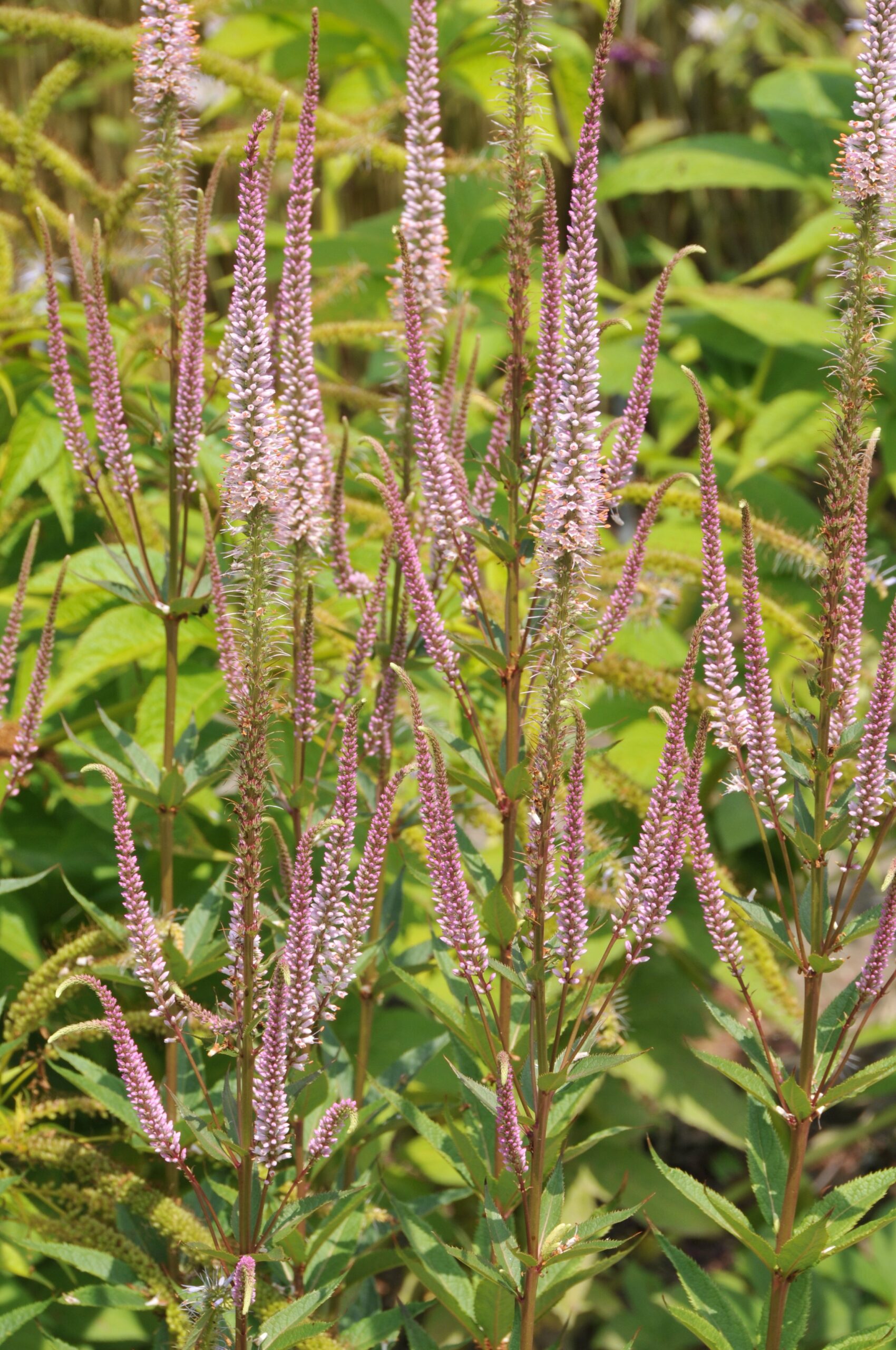 13160_veronicastrum_virg_erika_CH_001.jpg