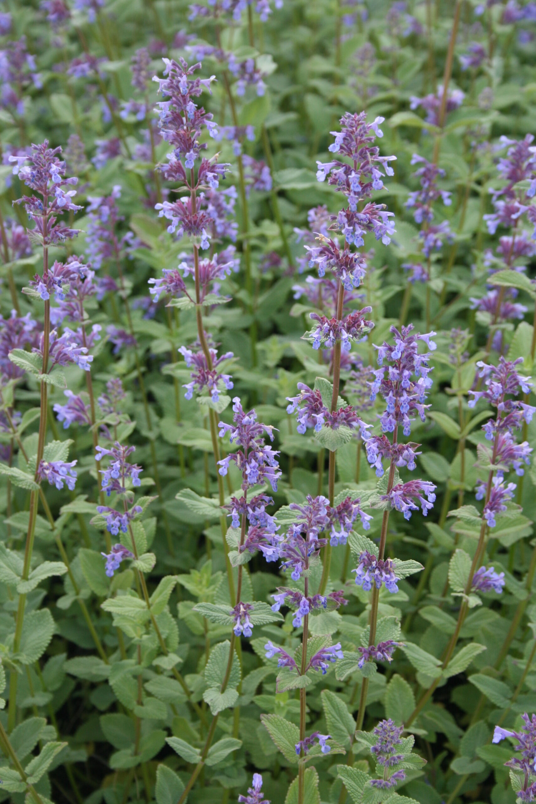 3363_nepeta_grandiflora_zinsers_giant_SS_001.jpeg