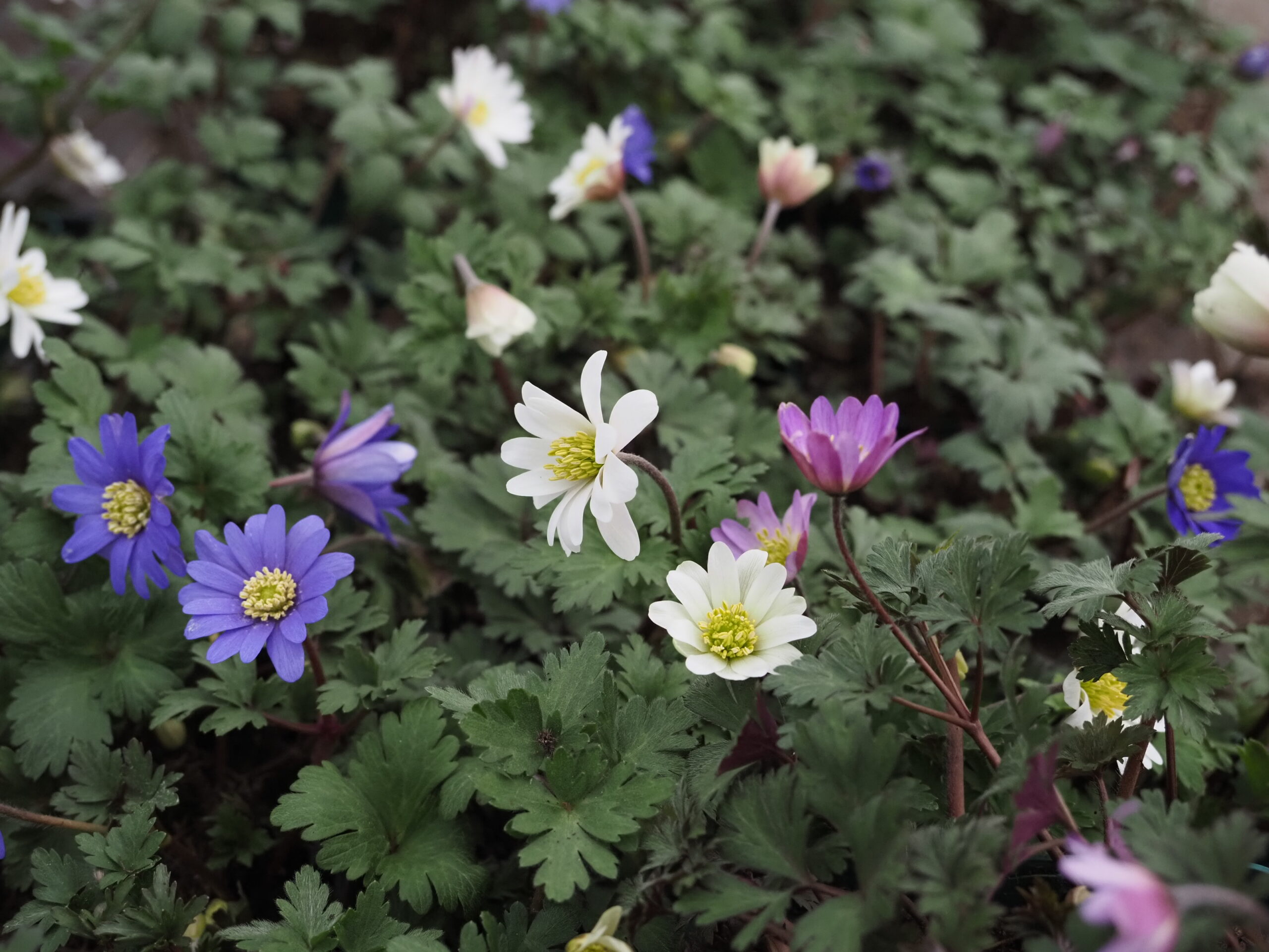 13165_anemone_blanda_prachtmischung_BG_002.jpg