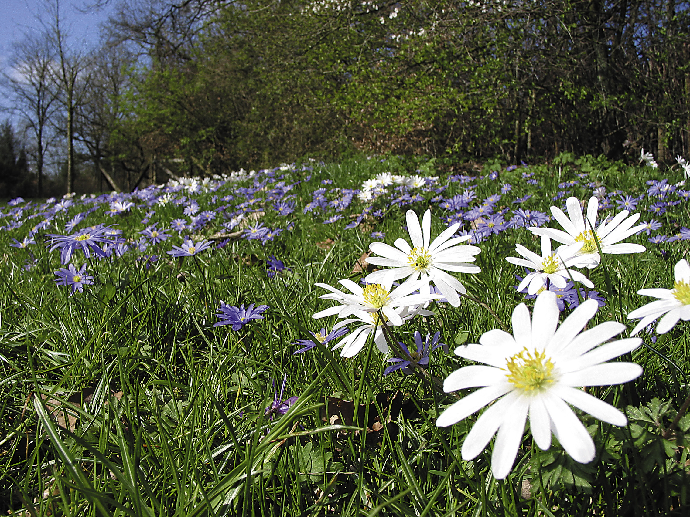 9384_anemone_blanda_prachtmischung_ZK_001.jpg