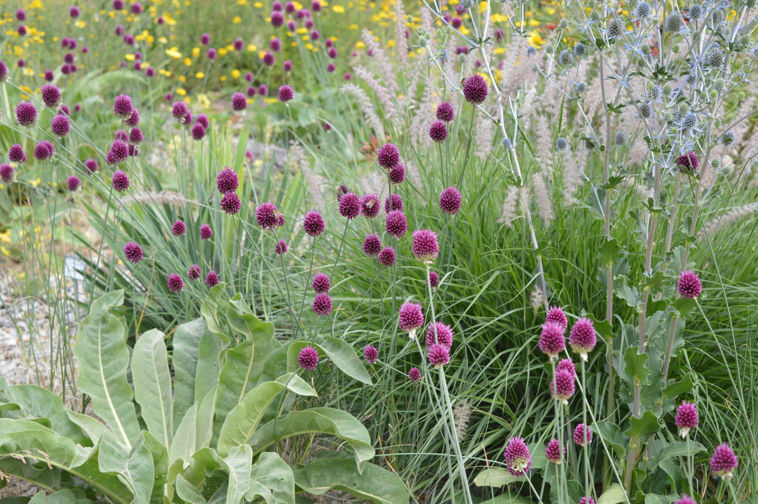 10846_allium_sphaerocephalon_SS_006.jpg