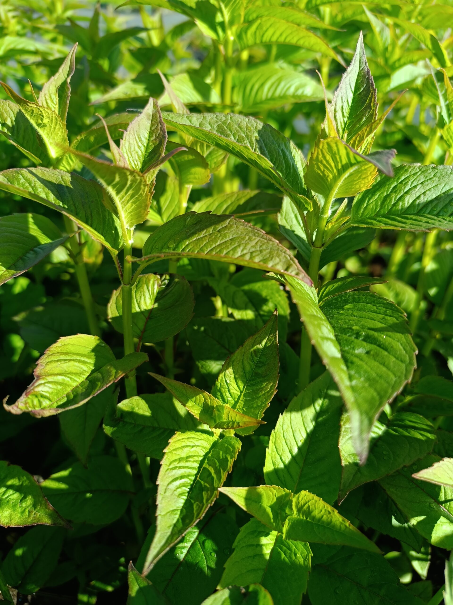 13230_monarda_fistulosa_on_parade_CH_001.jpg
