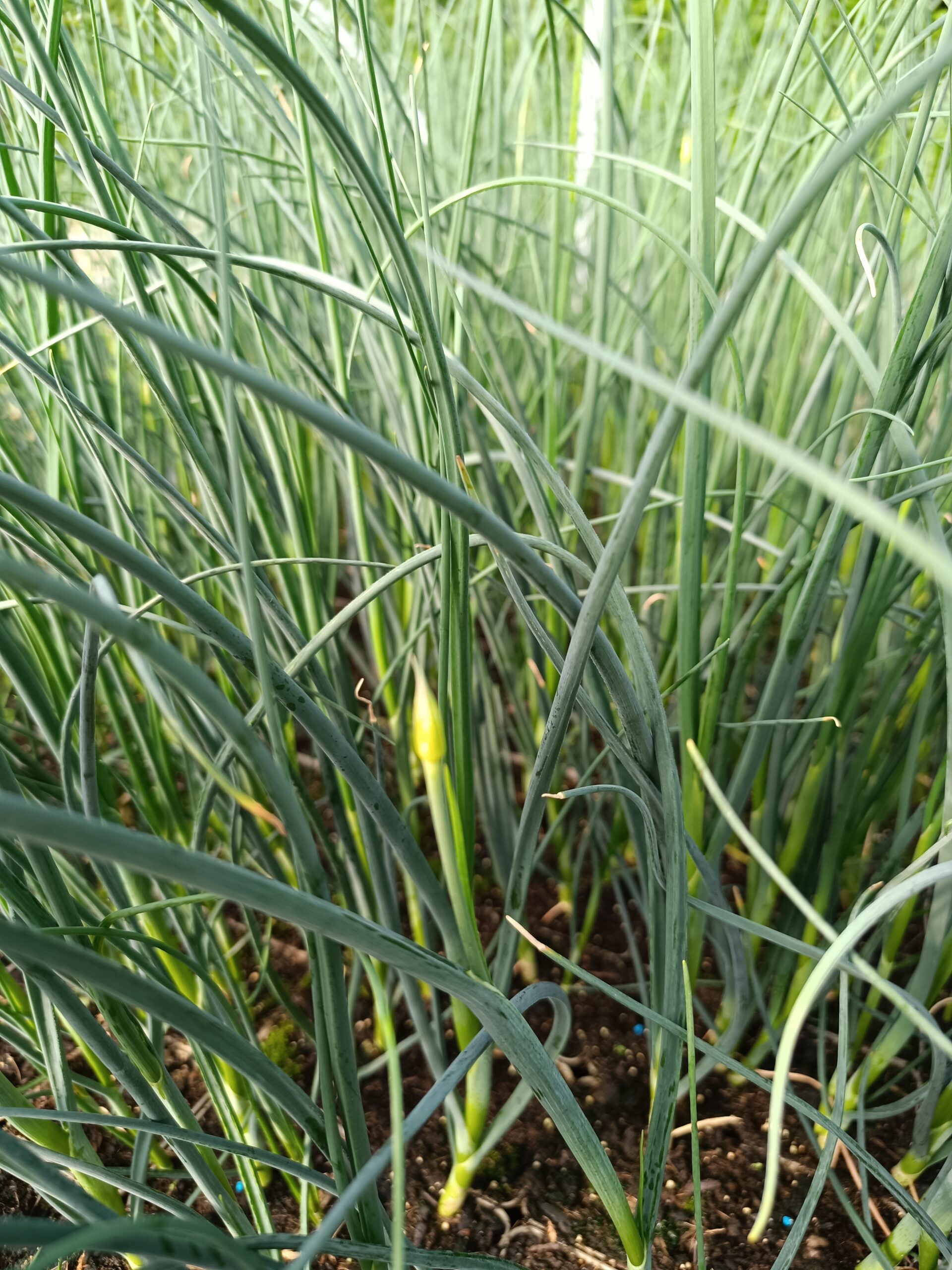 13240_allium_sphaerocephalon_CH_008.jpg