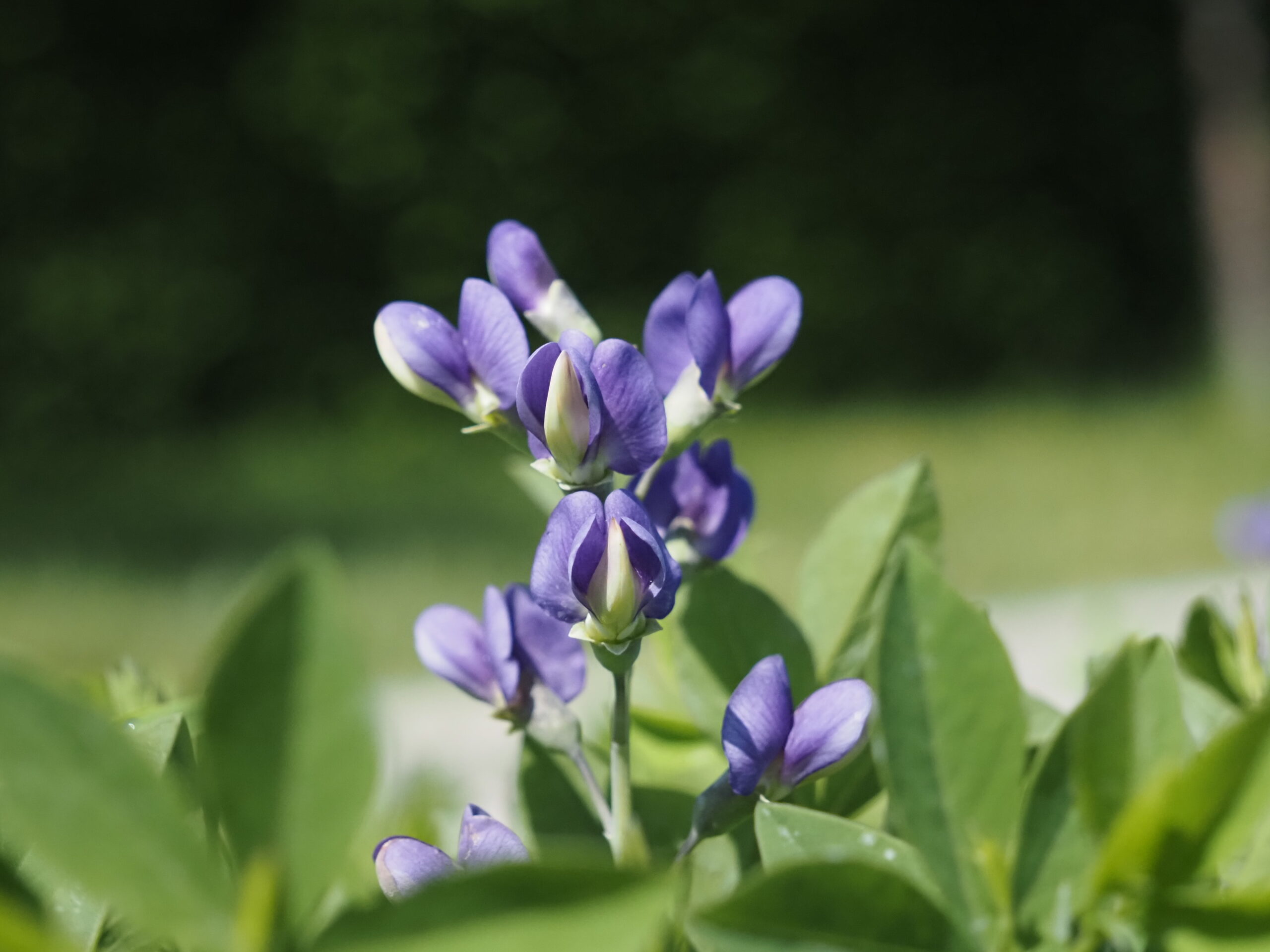 13264_baptisia_decadence_blueberry_sundae_BG_001.jpg