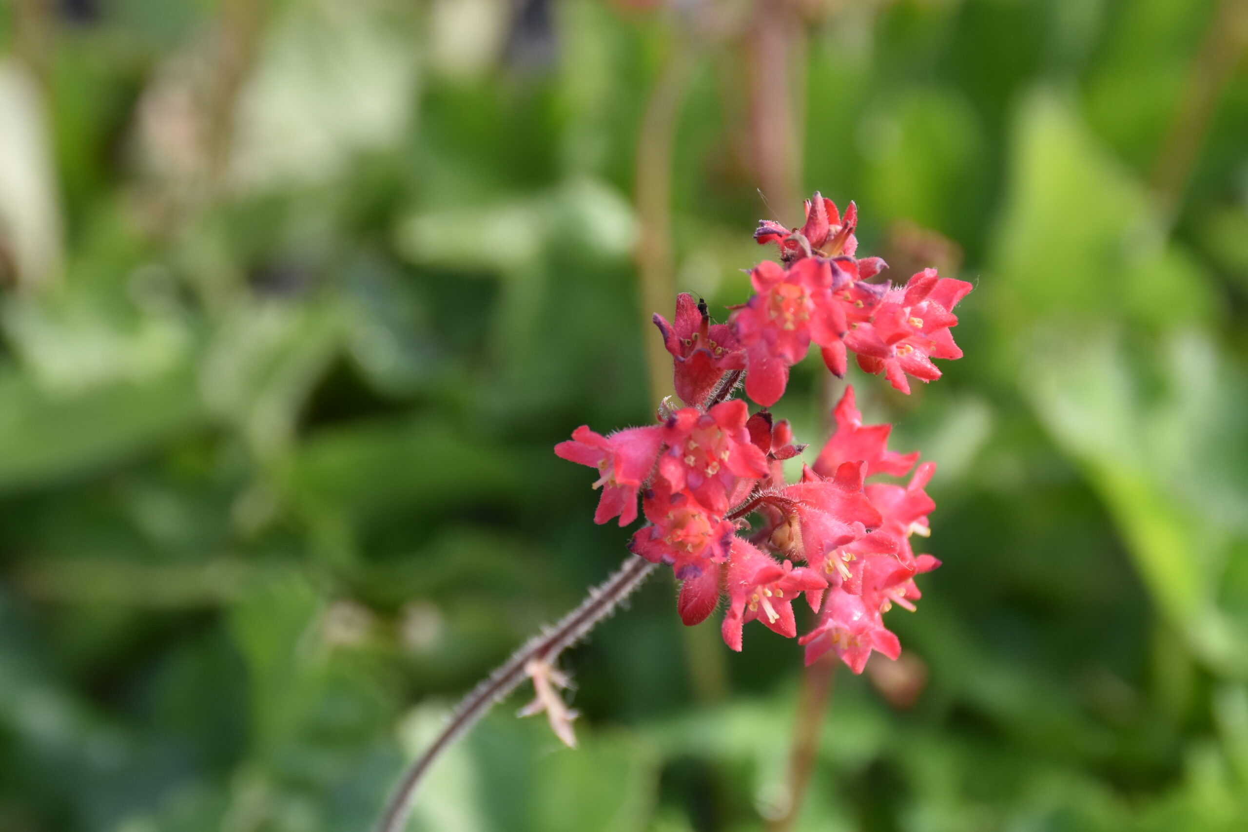 13279_heuchera_sanguinea_leuchtkafer_XS_007.jpg
