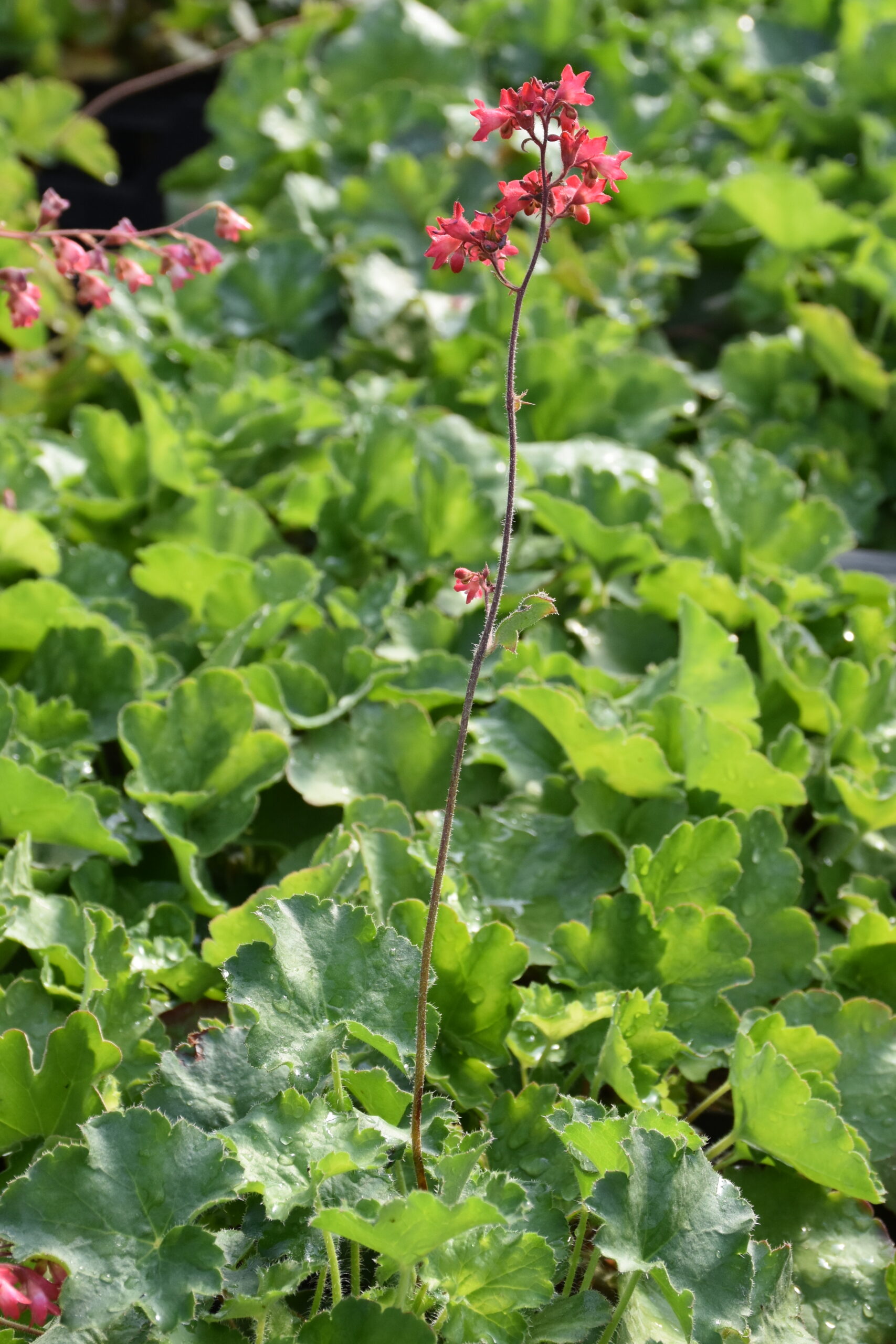13280_heuchera_sanguinea_leuchtkafer_XS_008.jpg