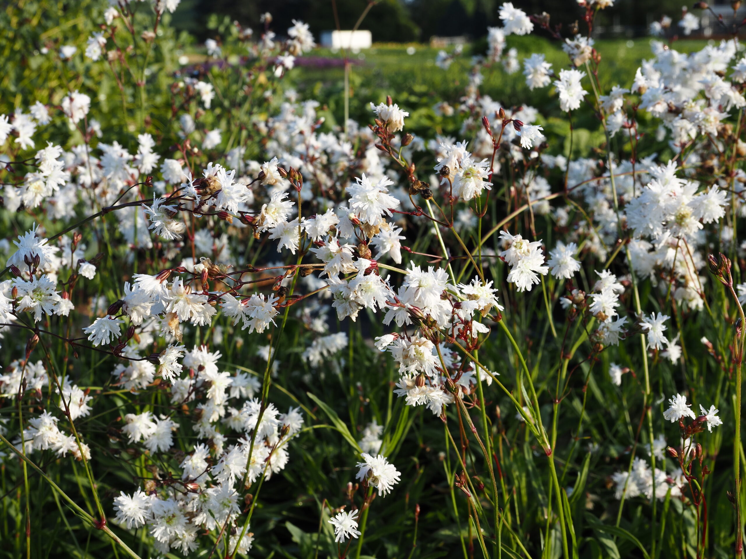 10058_lychnis_flos_cuculi_petite_henri_BG_008.jpg