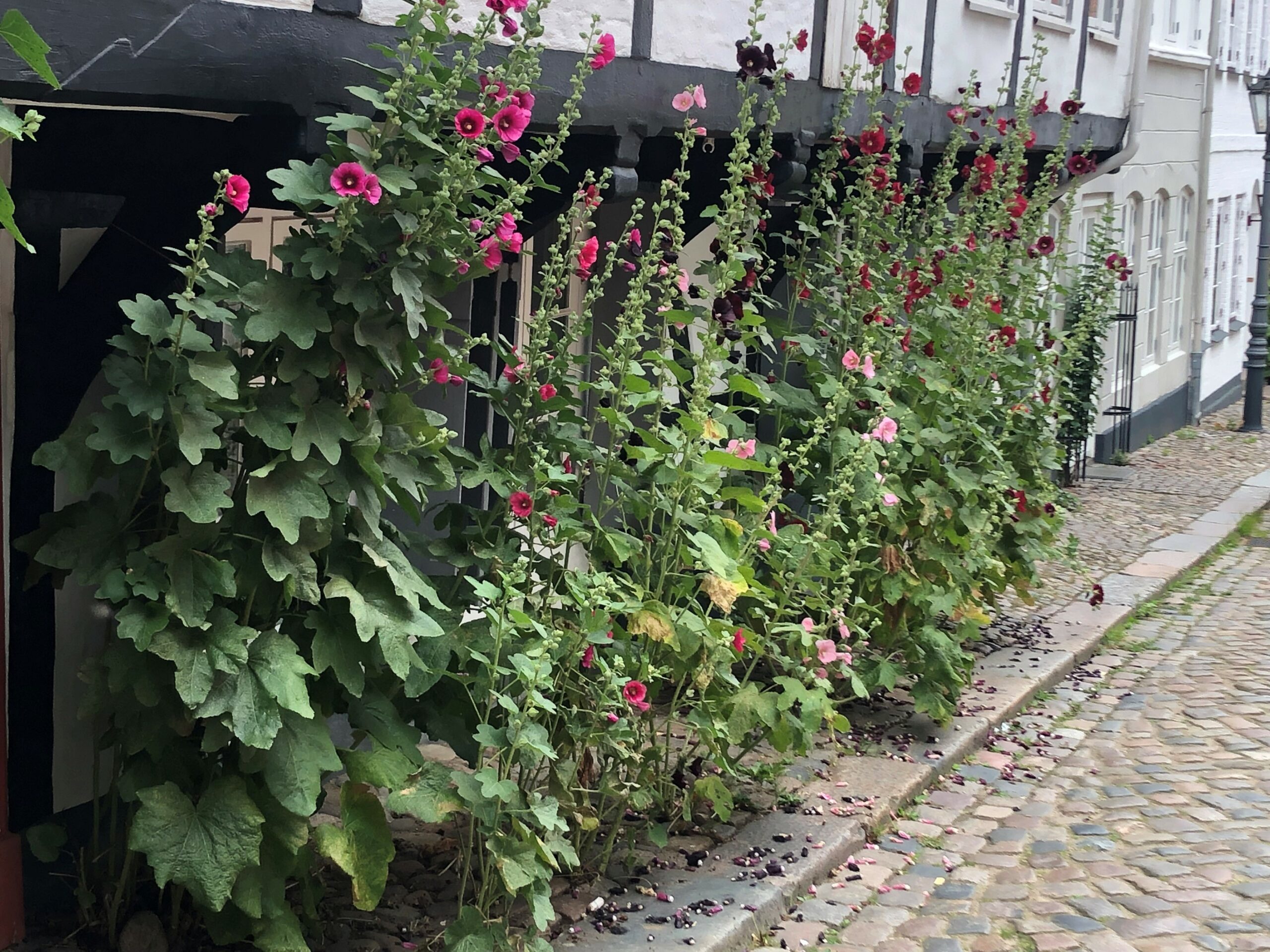 10333_alcea_ficifolia_SS_001.jpg