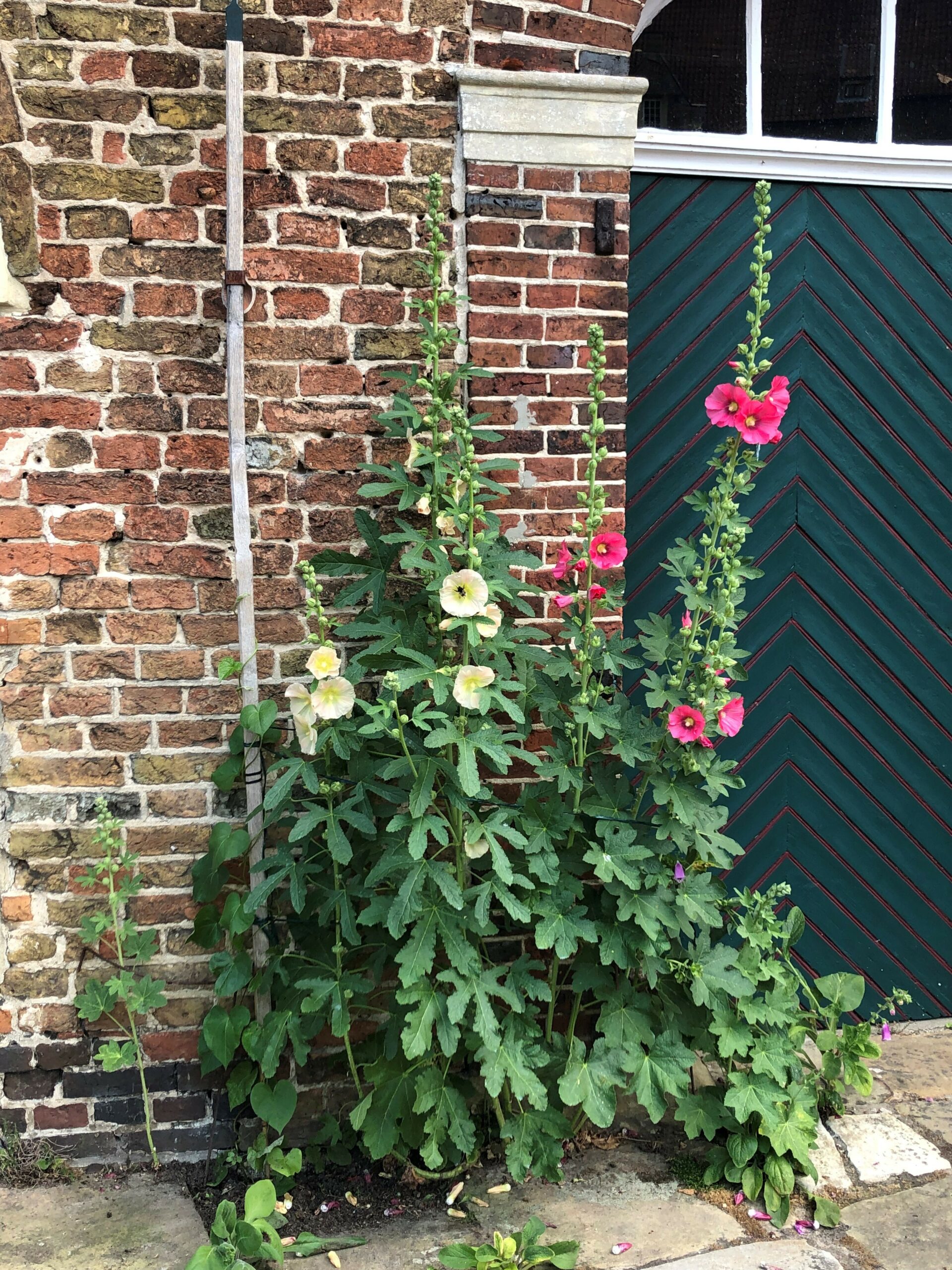 10822_alcea_ficifolia_SS_003.jpg