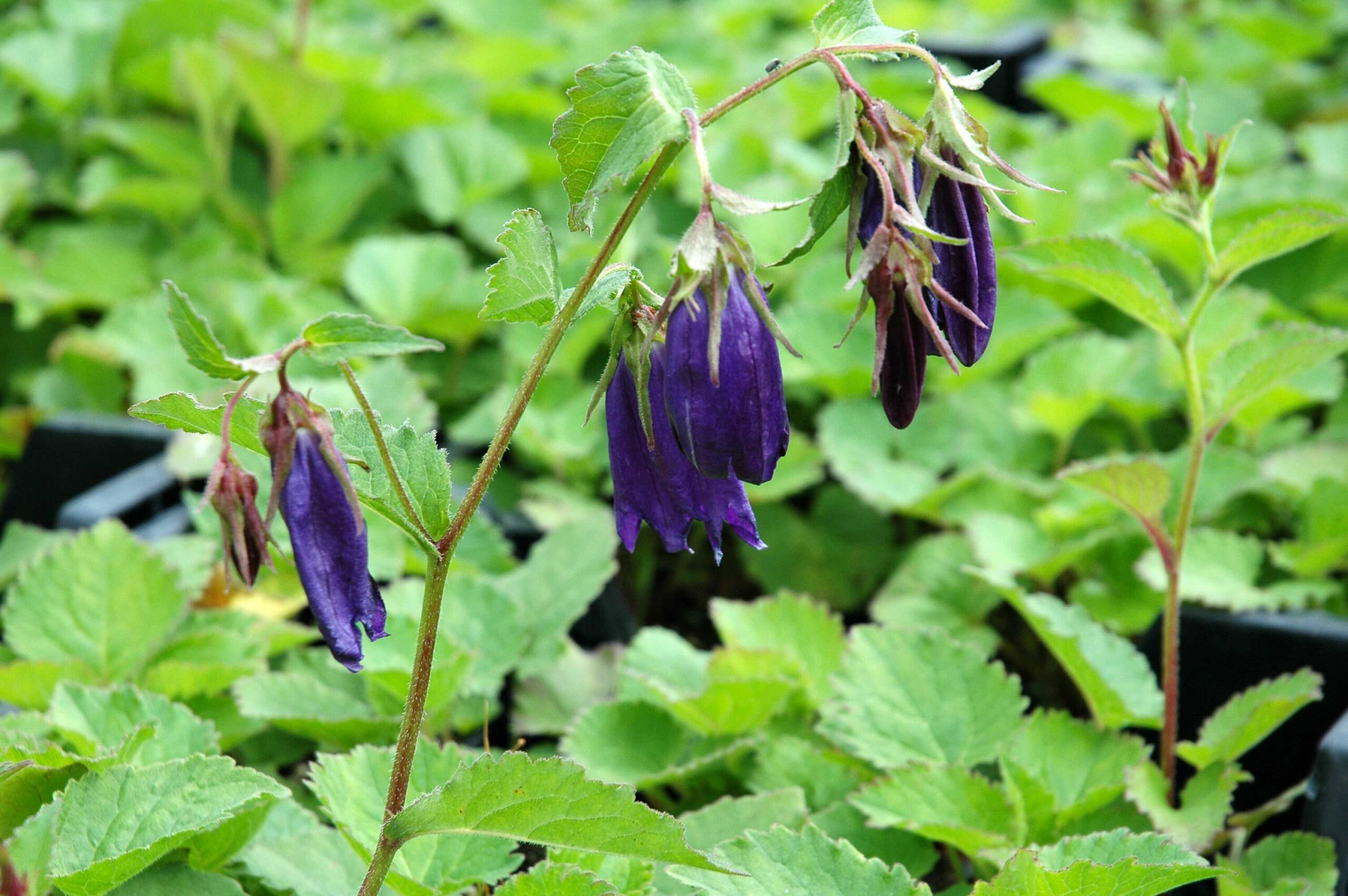 1101_campanula_punctata_sarastro_XS_004.jpeg