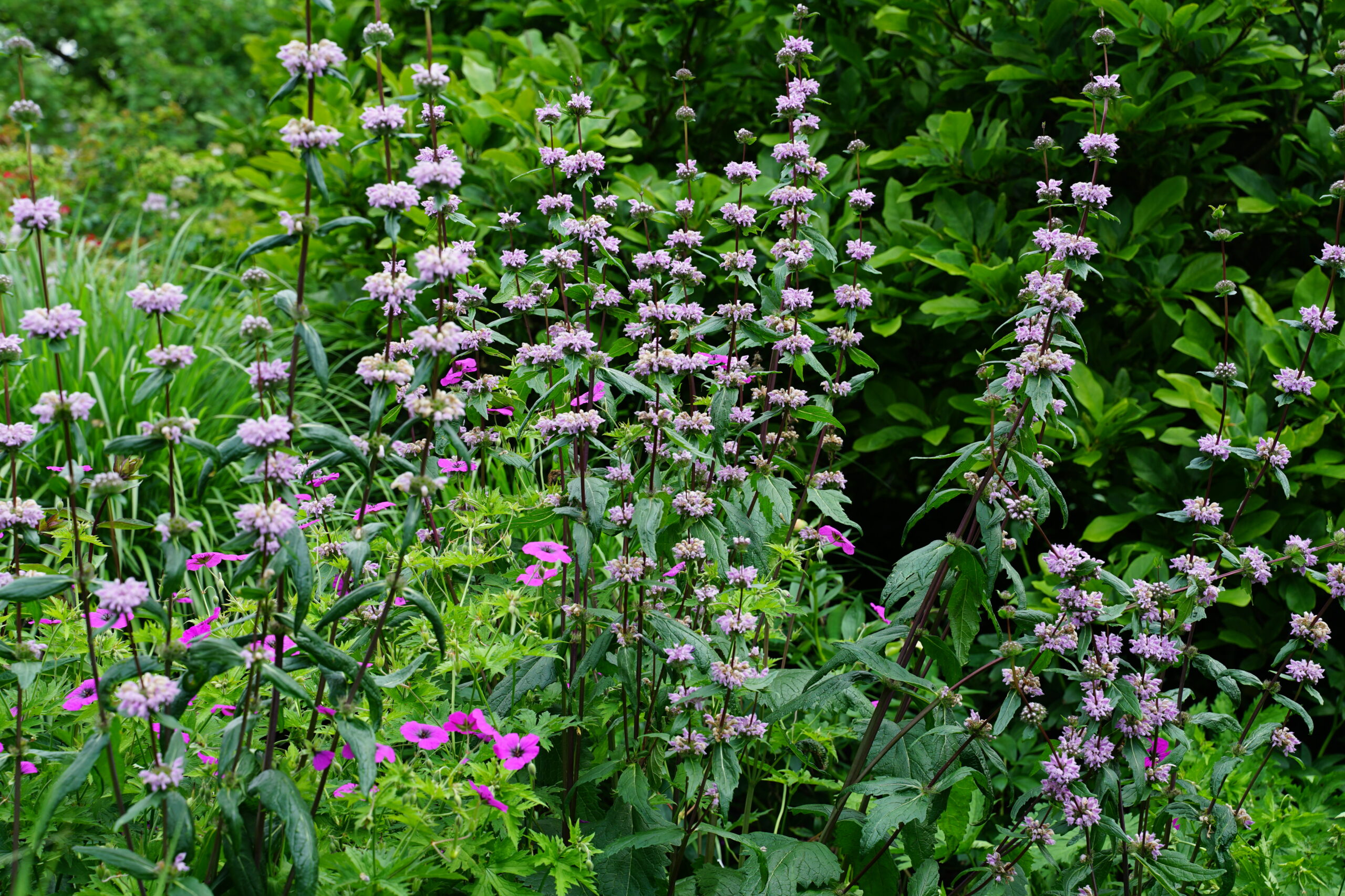 11338_phlomis_tuberosa_amazone_SS_004.jpg