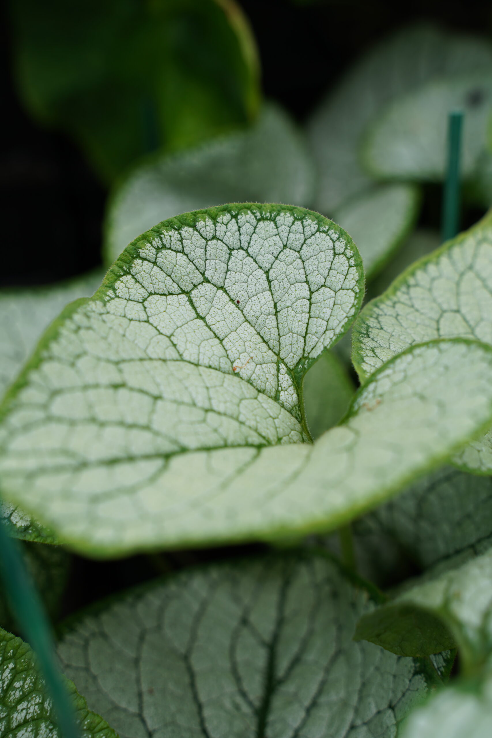 12394_brunnera_macr_silver_heart_SS_002.jpg