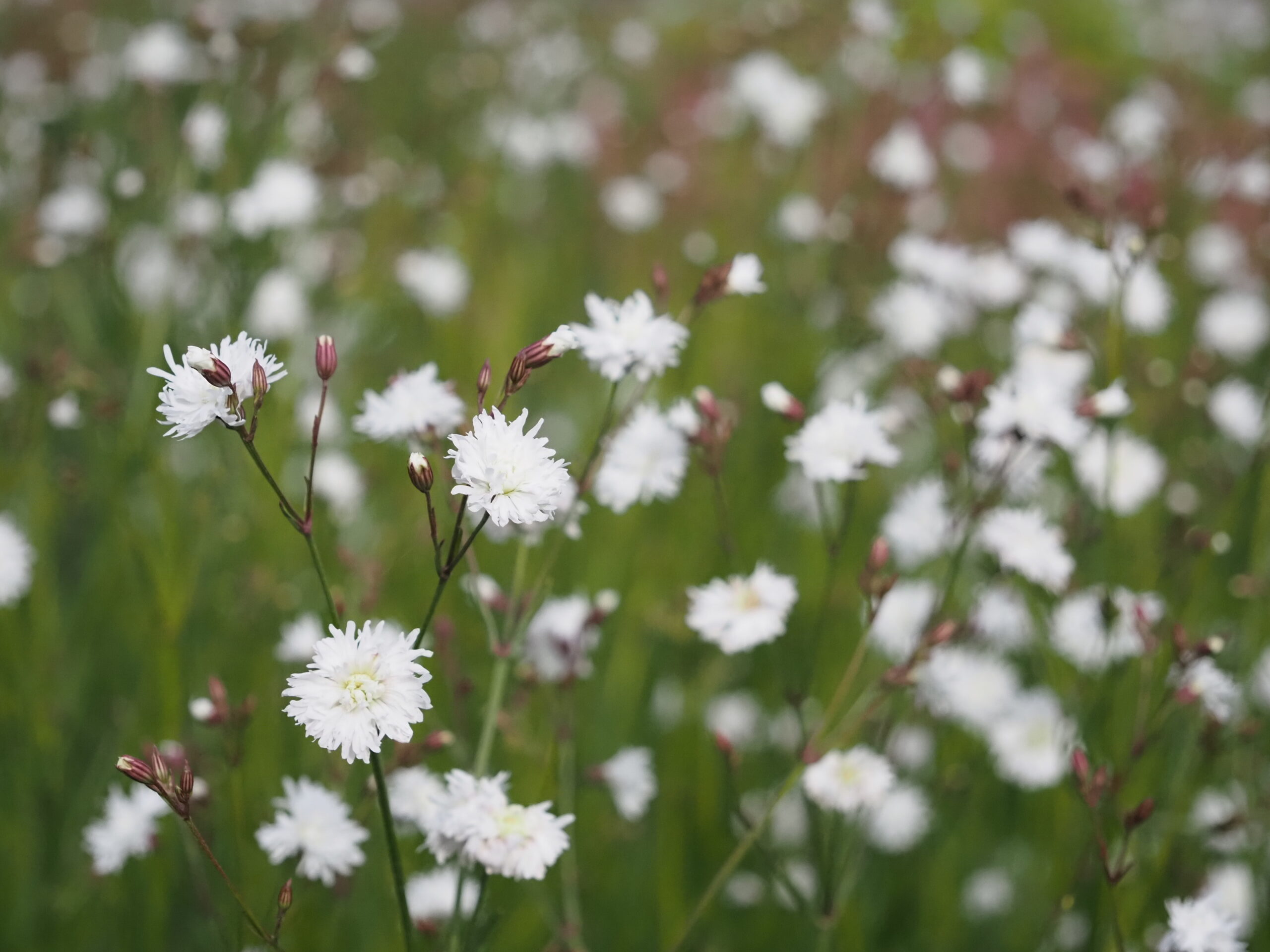 13292_lychnis_flos_cuculi_petite_henri_BG_009.jpg