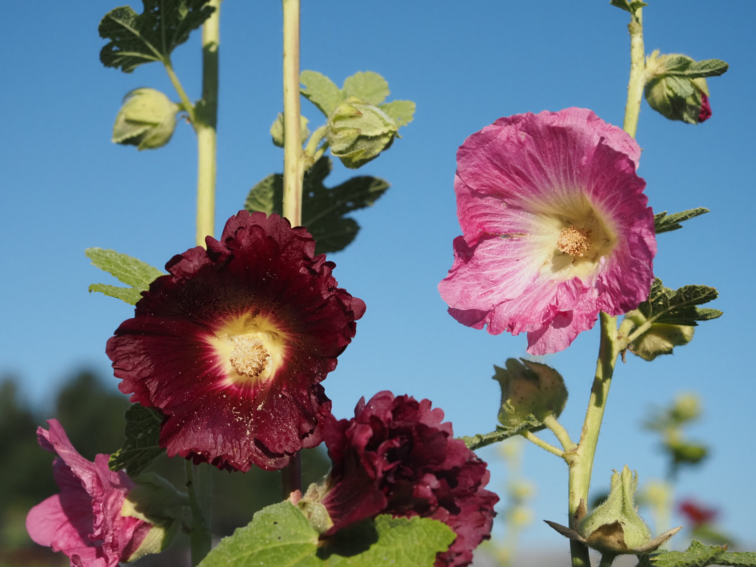 13305_alcea_ficifolia_BG_004.jpg
