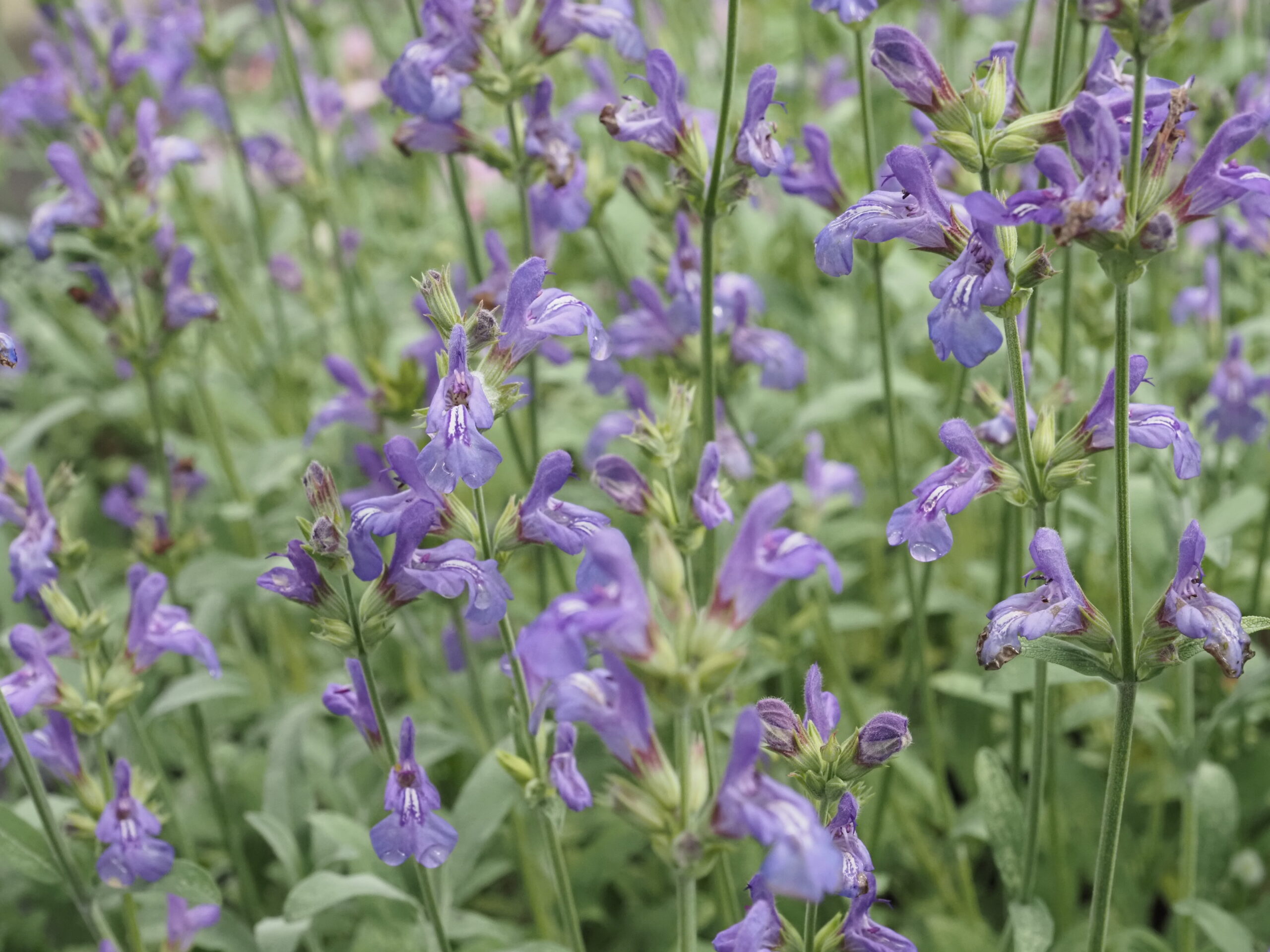 13314_salvia_lavandulifolia_BG_006.jpg