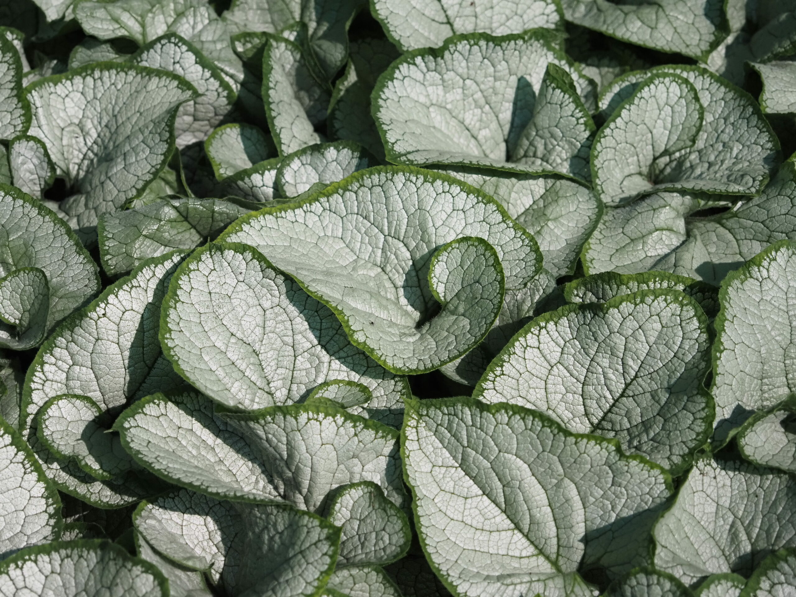 13322_brunnera_macr_silver_heart_BG_003.jpg