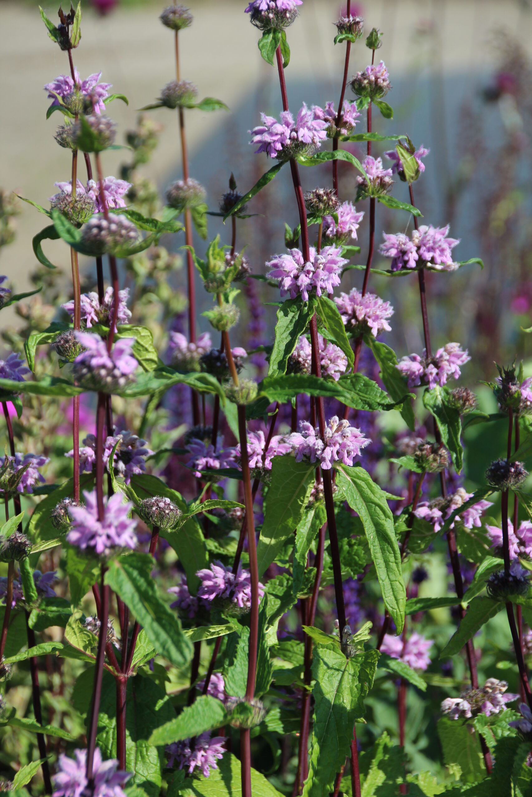 3628_phlomis_tuberosa_amazone_SS_001.jpeg