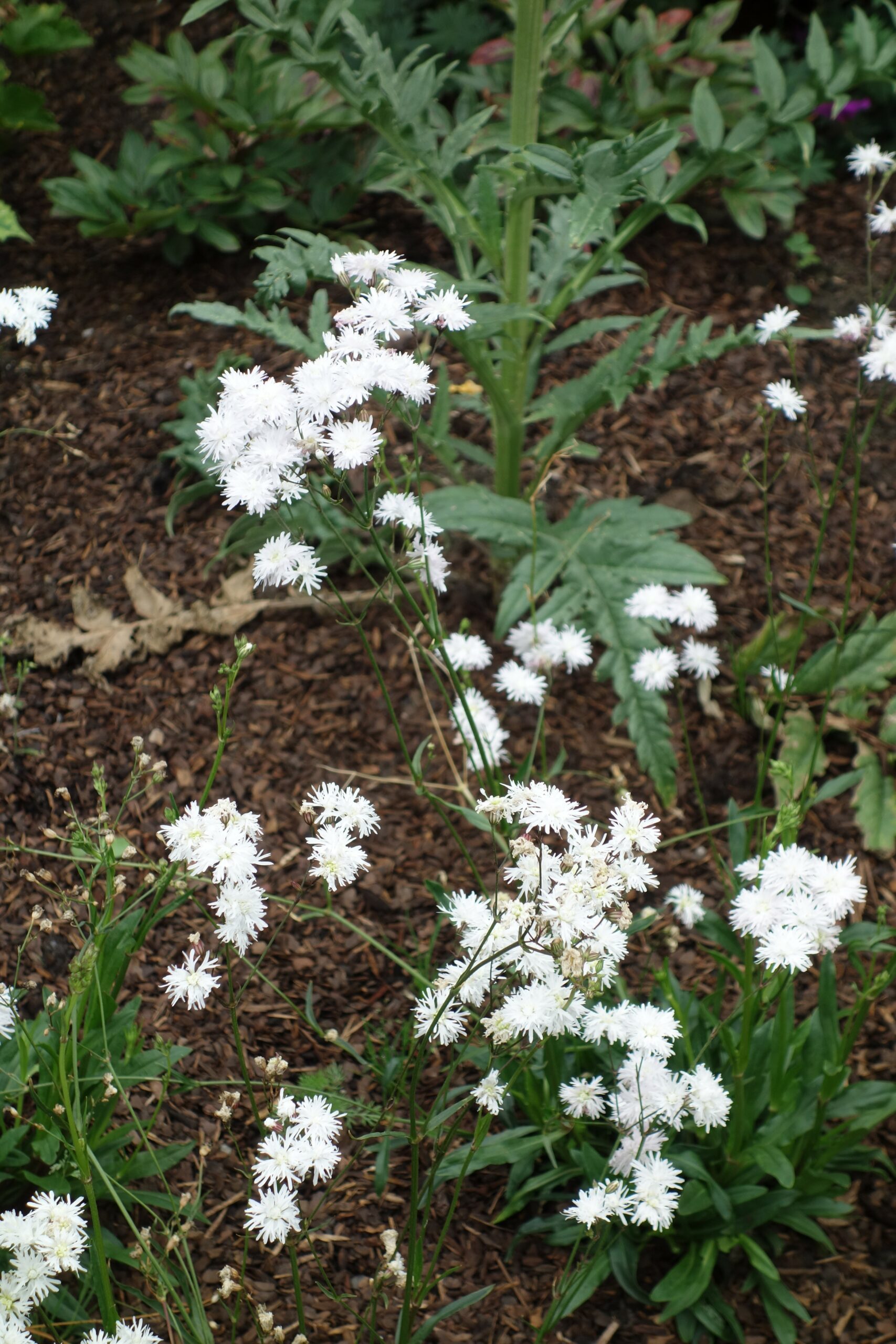 6815_lychnis_flos_cuculi_petite_henri_SS_001.jpeg