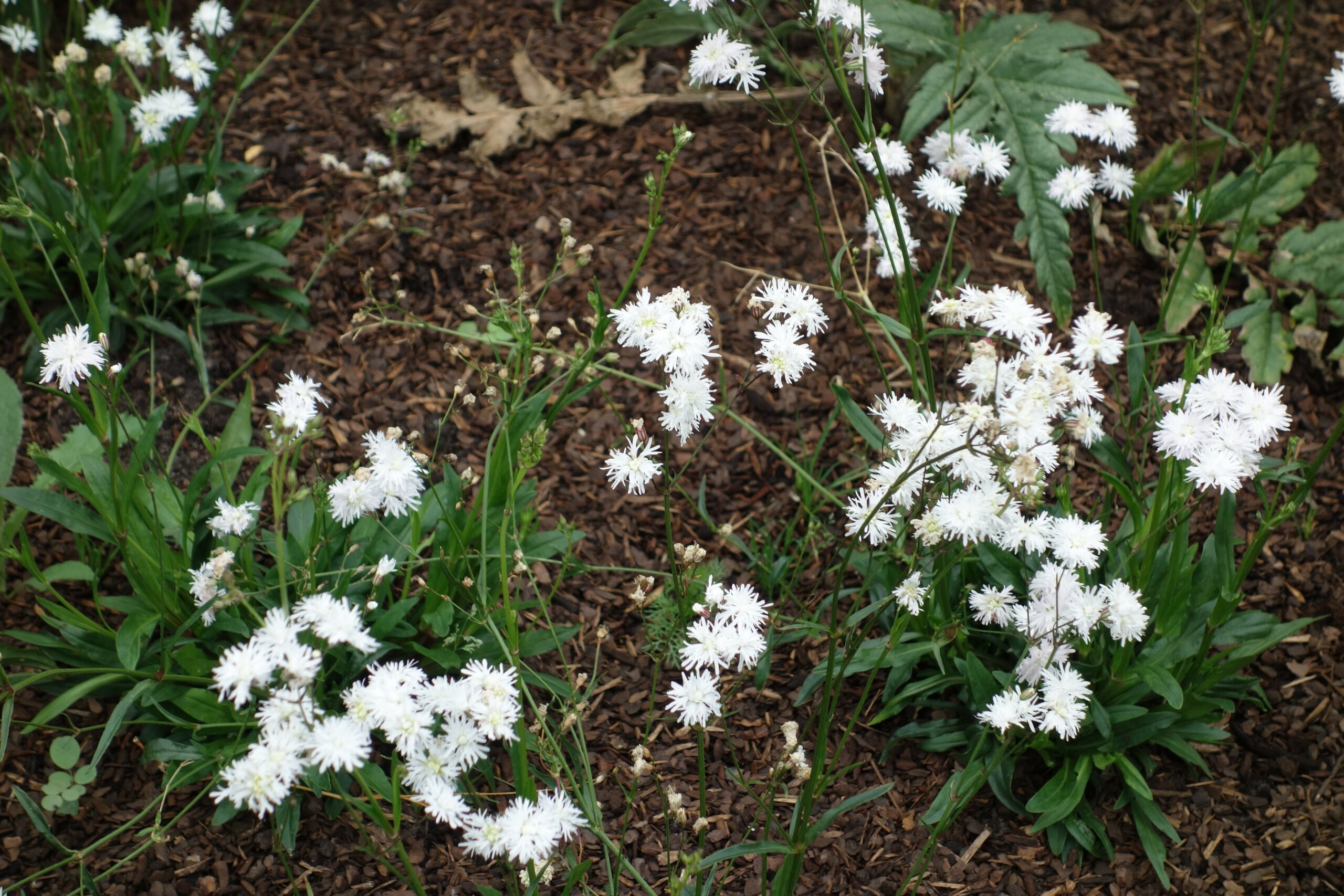 6816_lychnis_flos_cuculi_petite_henri_SS_002.jpeg