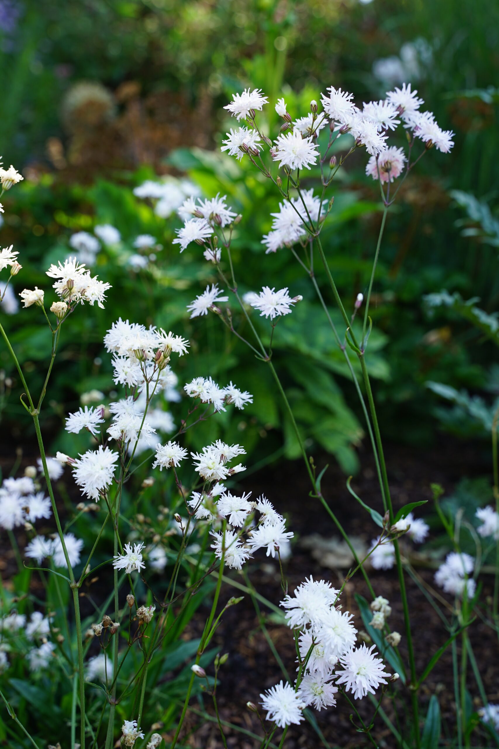 6817_lychnis_flos_cuculi_petite_henri_SS_003.jpeg