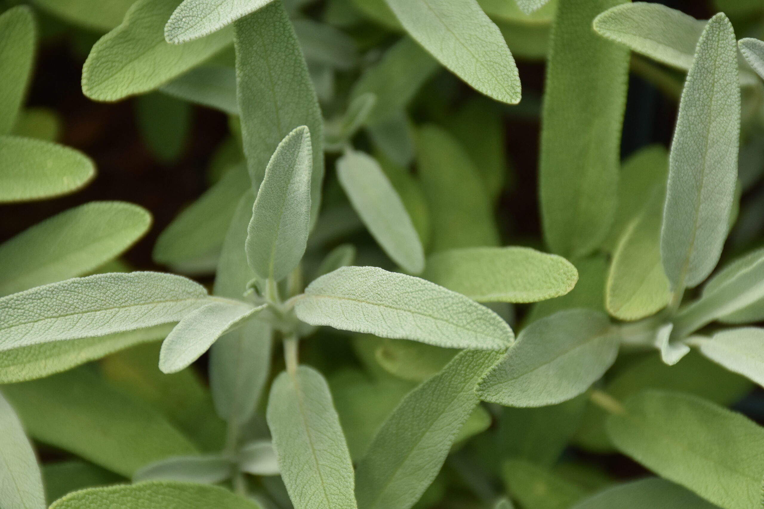 7467_salvia_lavandulifolia_XS_004.jpg
