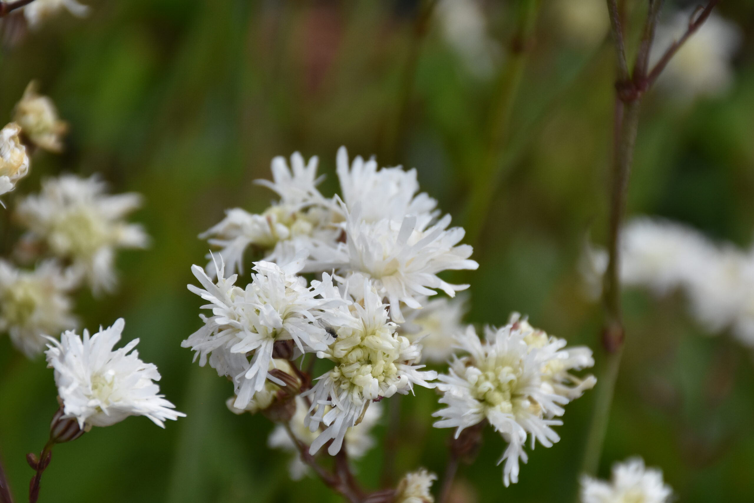 7492_lychnis_flos_cuculi_petite_henri_XS_005.jpg