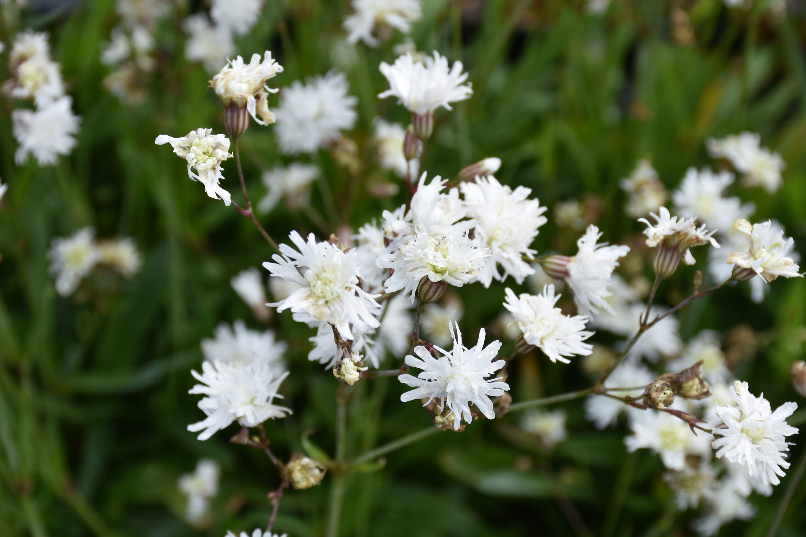 7494_lychnis_flos_cuculi_petite_henri_XS_007.jpg