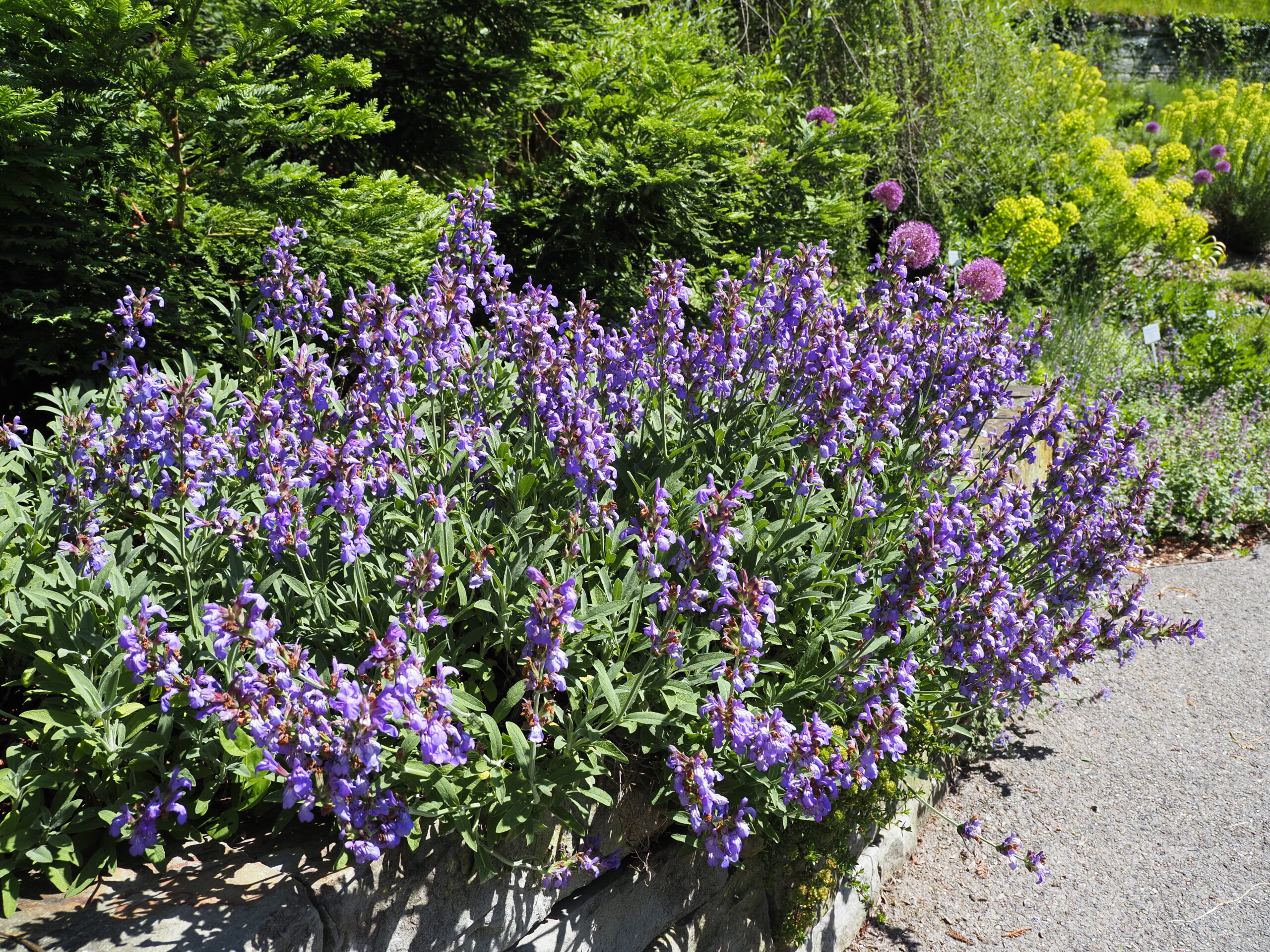9324_salvia_lavandulifolia_BG_005.jpg