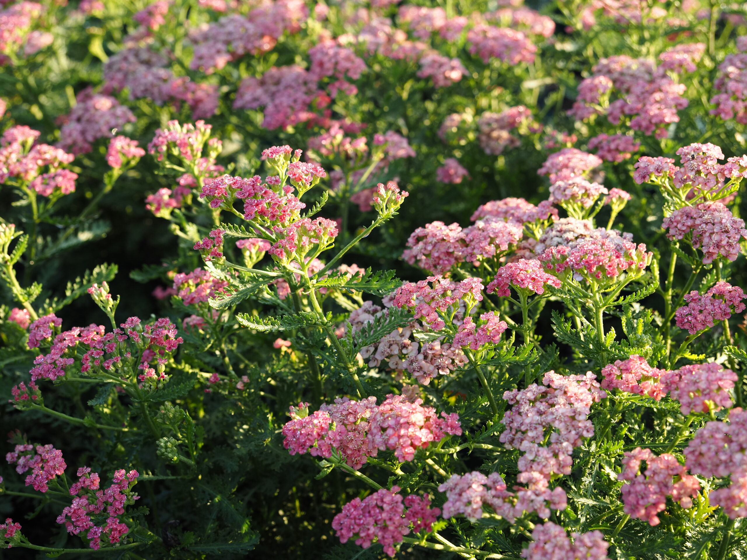 10050_achillea_millefolium_apricot_delight_BG_002.jpg