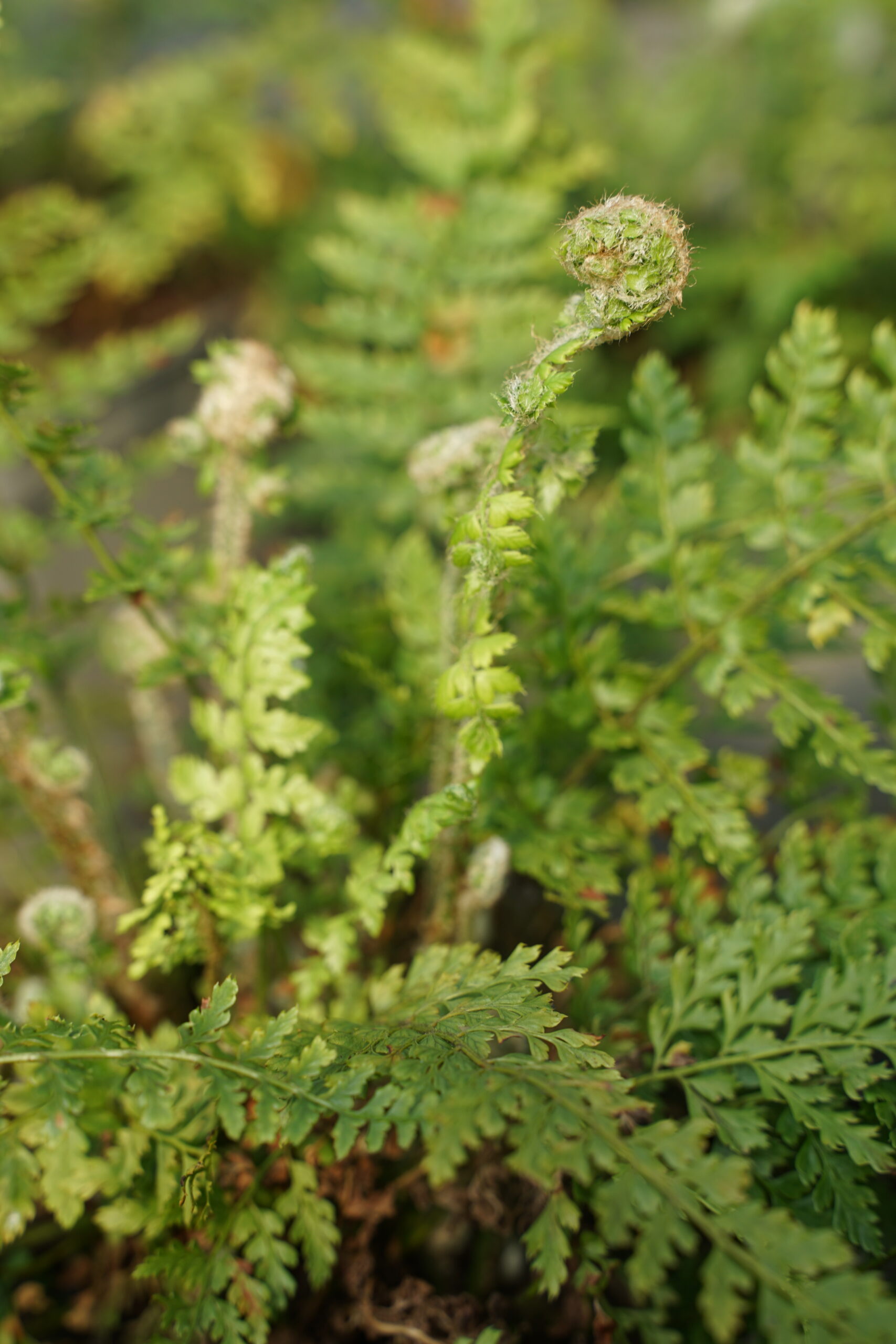10670_polystichum_setiferum_herrenhausen_SS_002.jpg