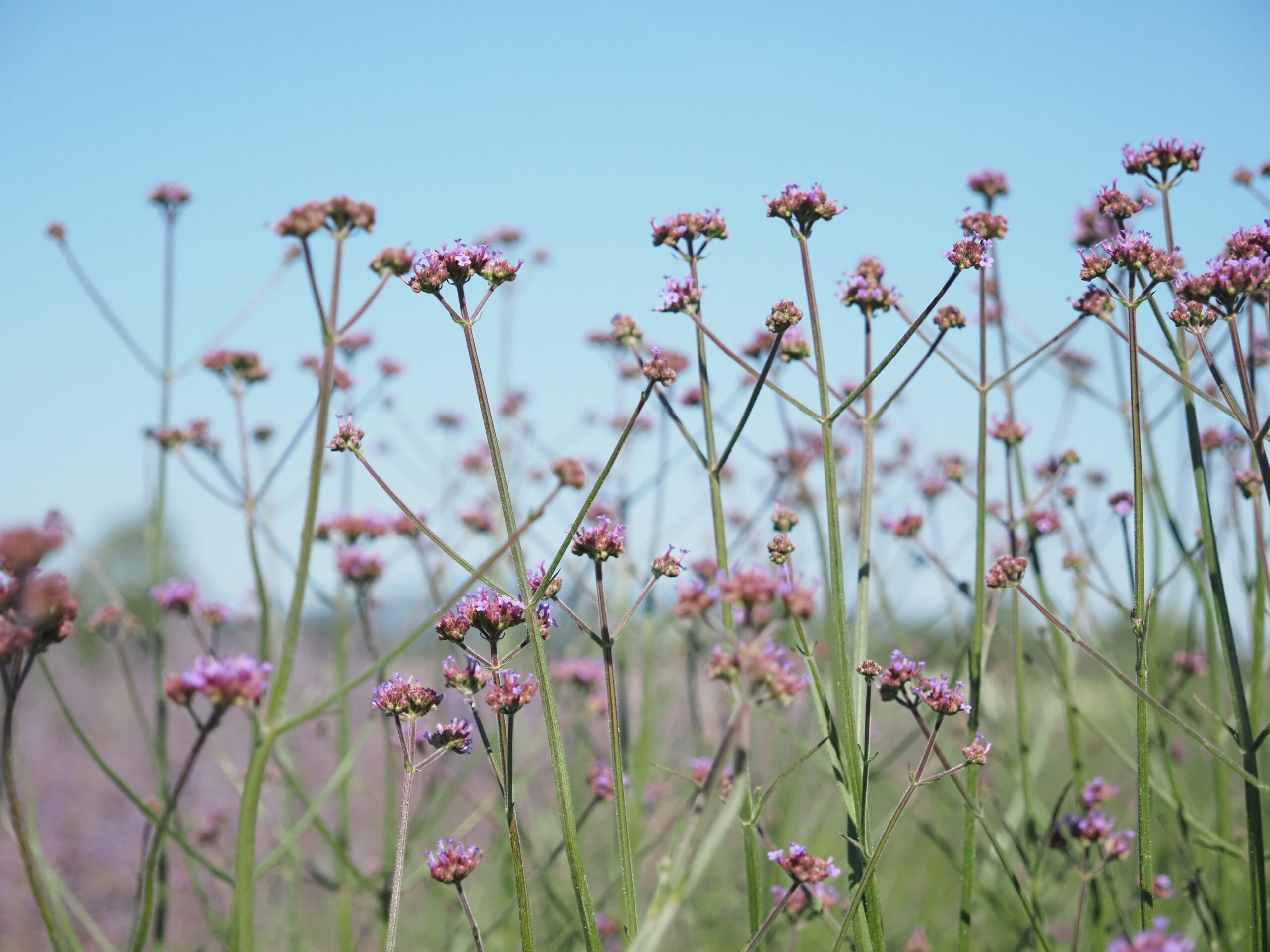 13338_verbena_bonariensis_bonnie_blue_BG_001.jpg