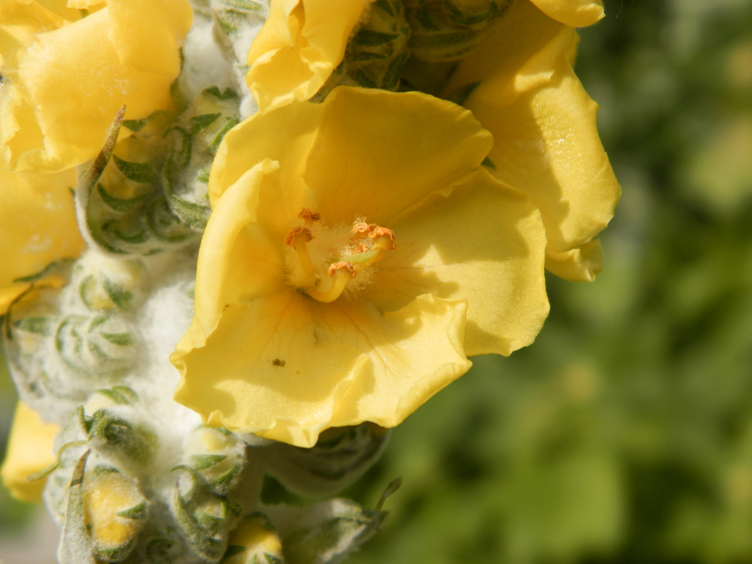 13360_verbascum_bombyciferum_polarsommer_XS_001.jpg