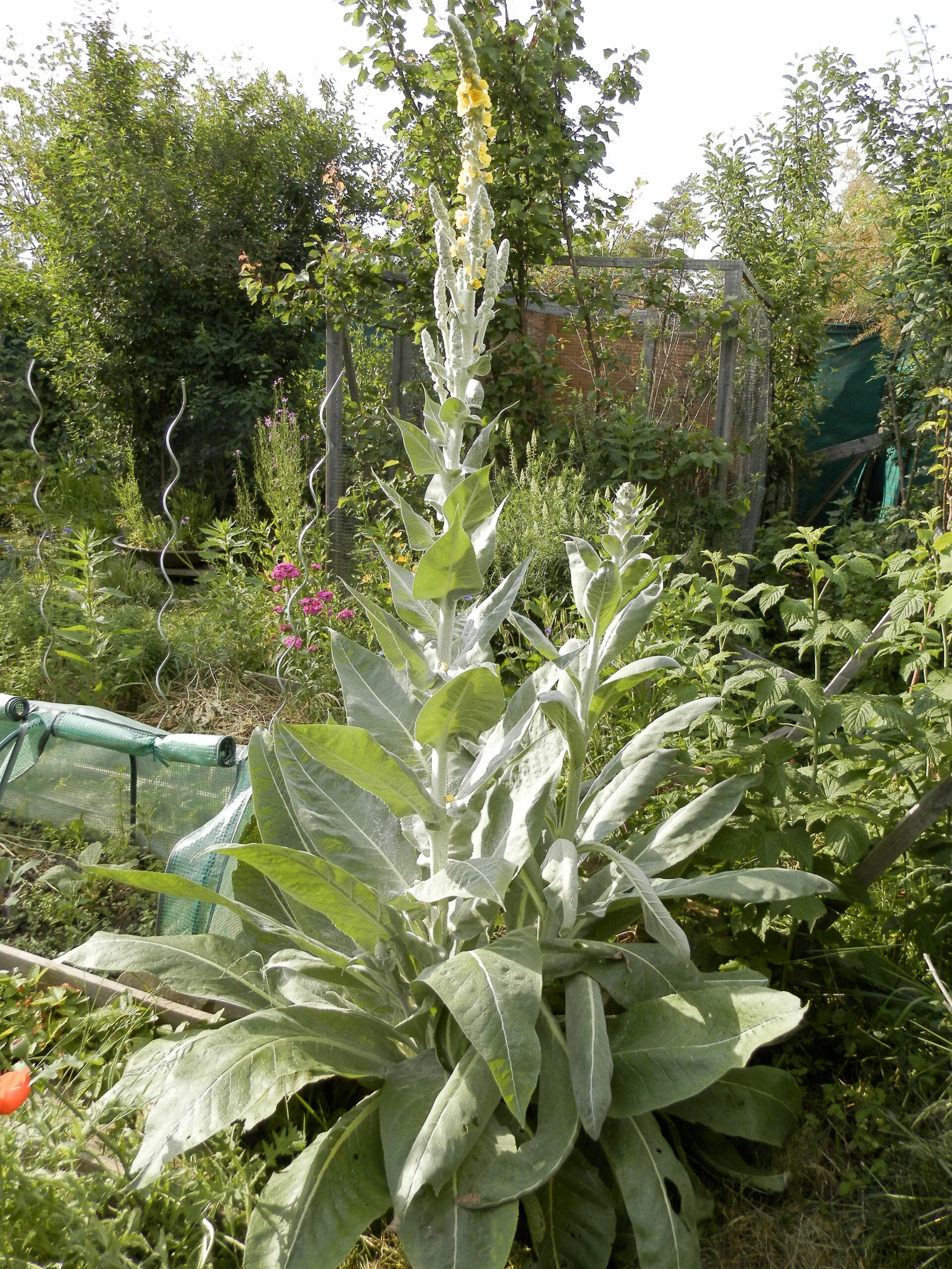 13361_verbascum_bombyciferum_polarsommer_XS_002.jpg