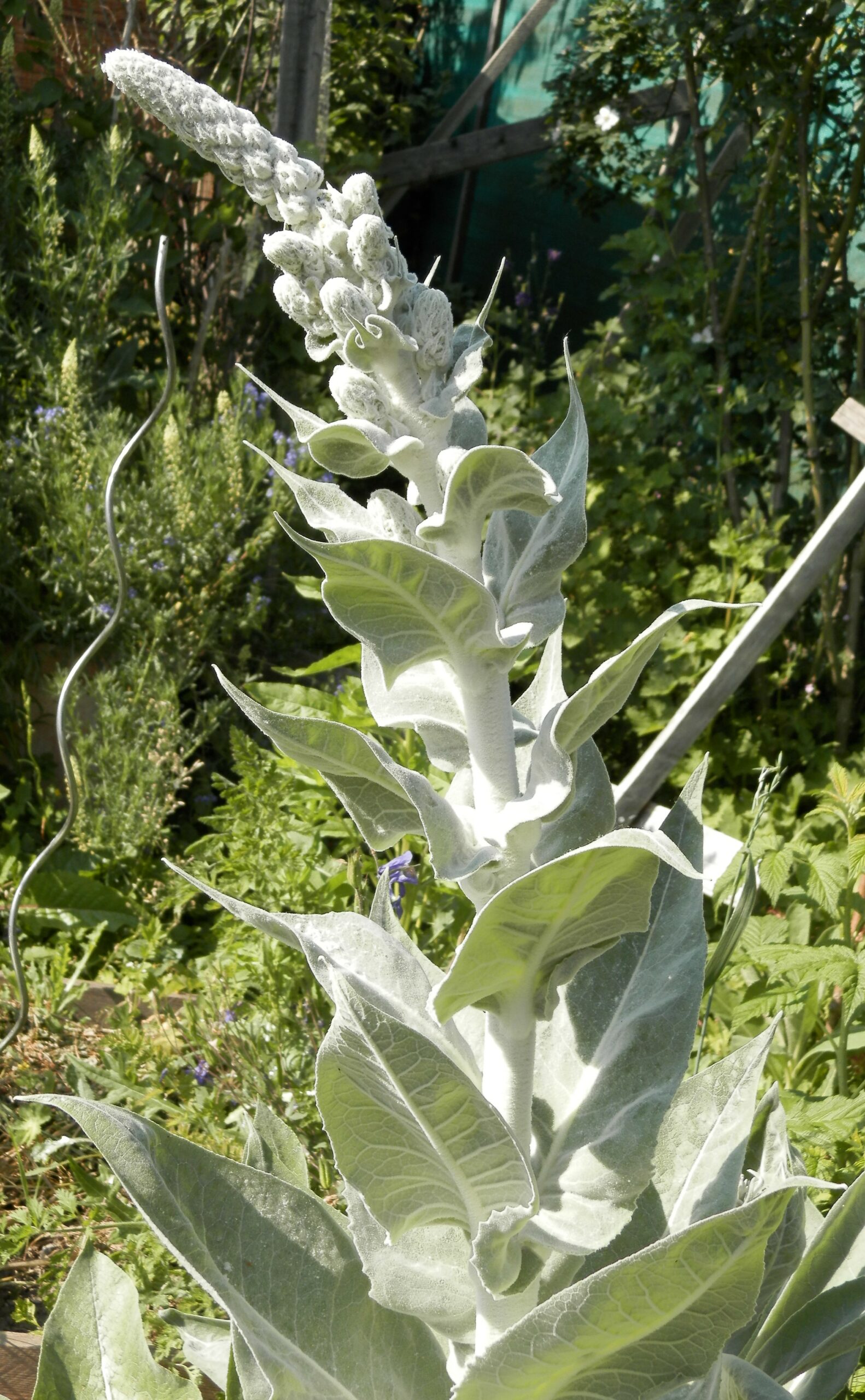 13362_verbascum_bombyciferum_polarsommer_XS_003.jpg