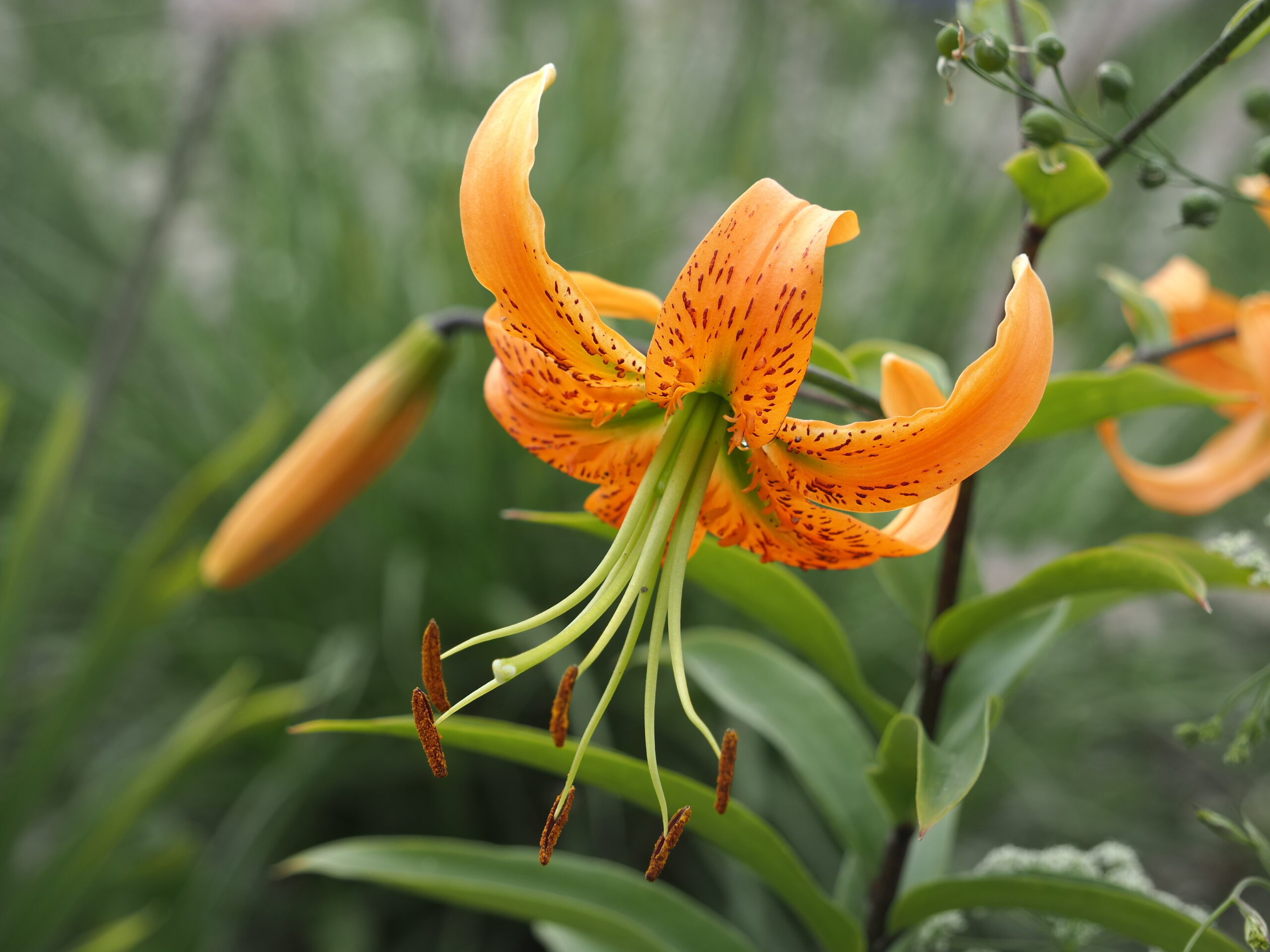 13365_lilium_henryi_BG_004.jpg