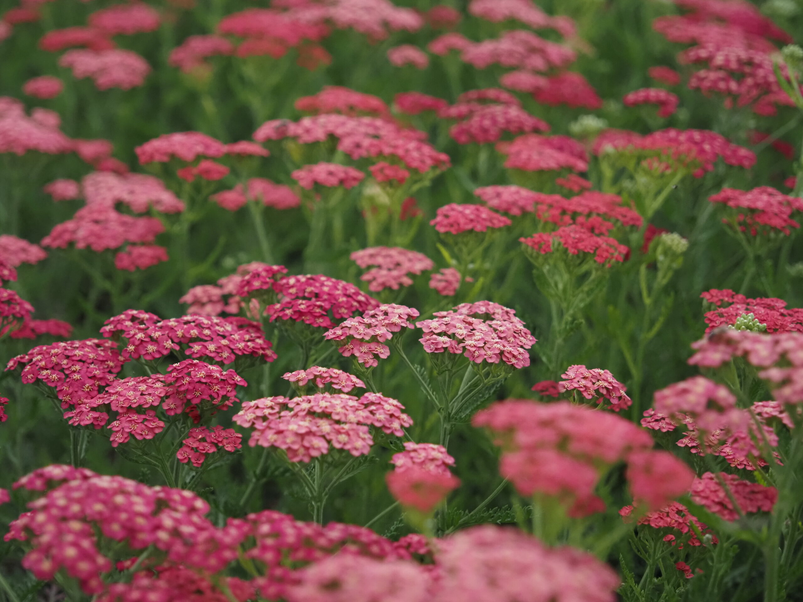 13376_achillea_millef_apricot_delight_BG_003.jpg