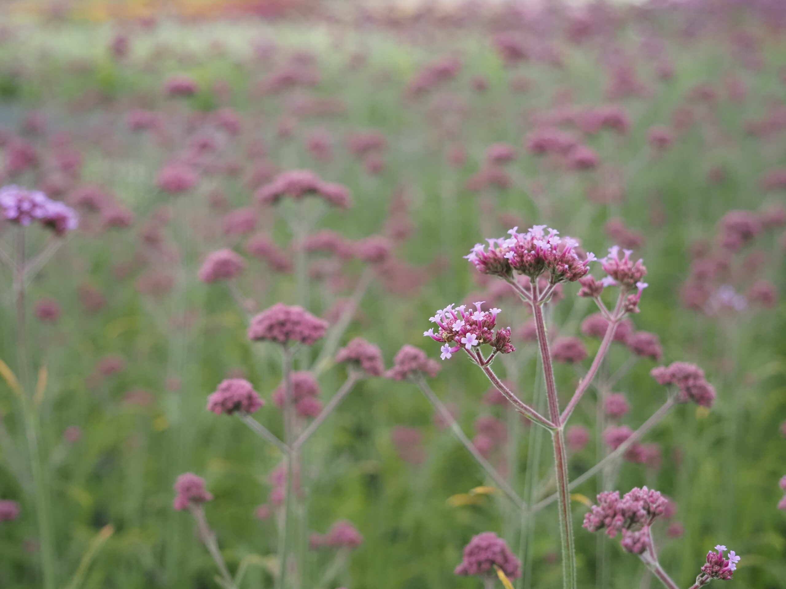 13386_verbena_bonariensis_bonnie_blue_BG_002.jpg