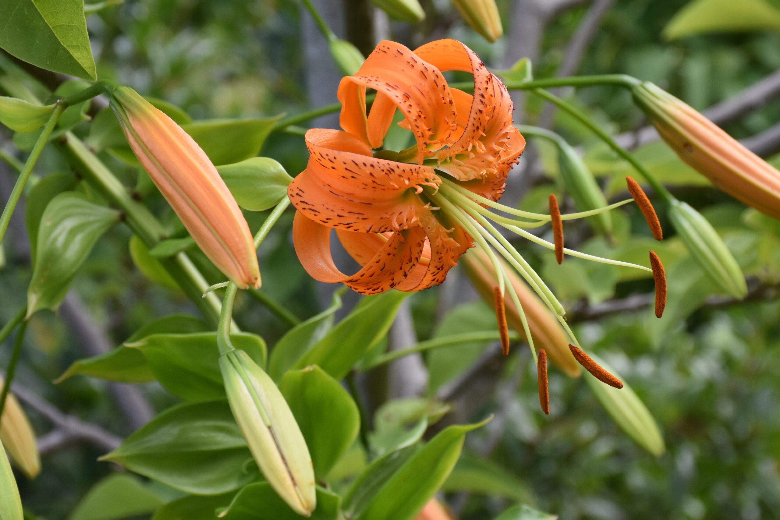 13419_lilium_henryi_XS_005.jpg