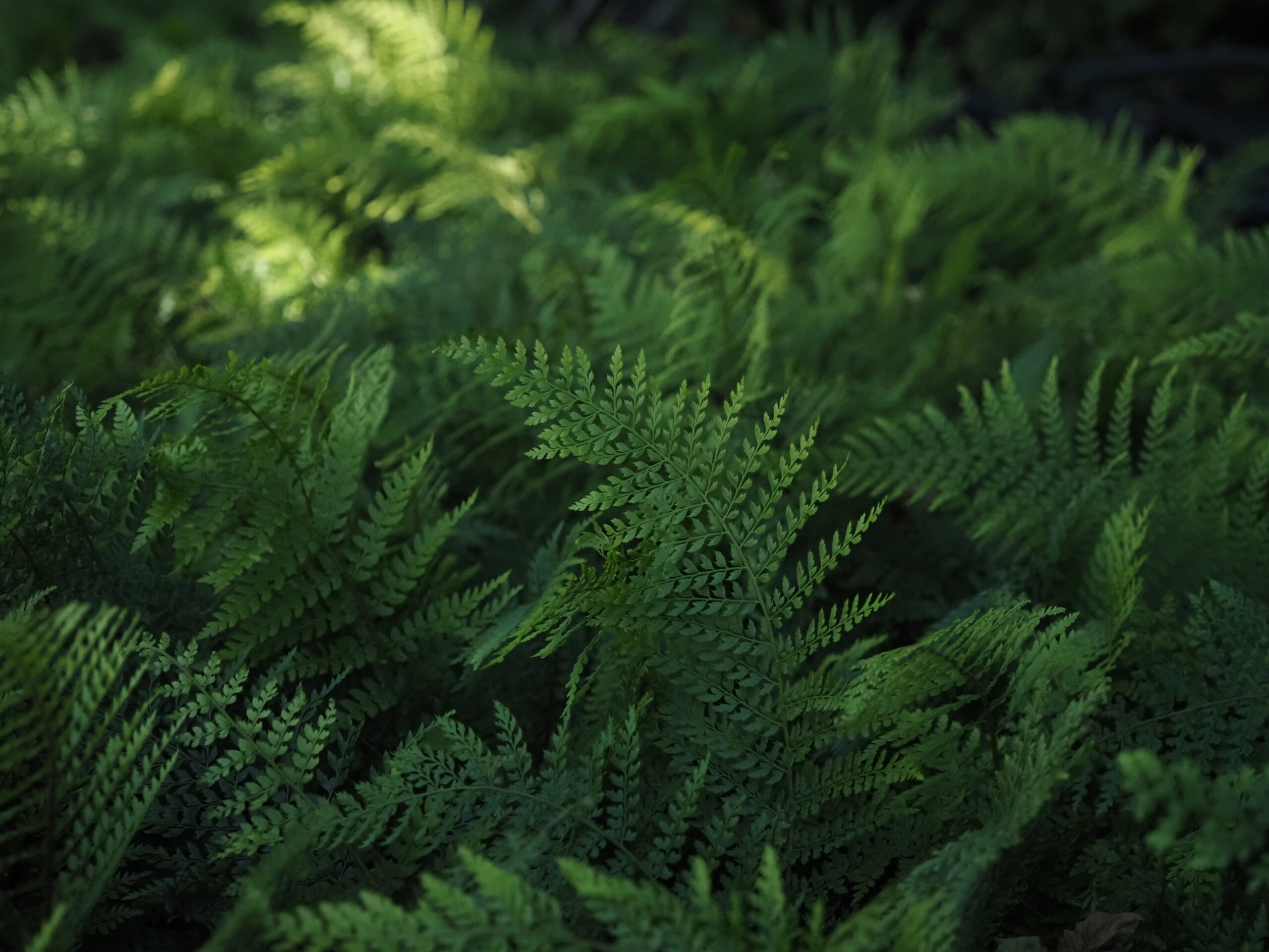 13434_polystichum_setif_herrenhausen_BG_003.jpg