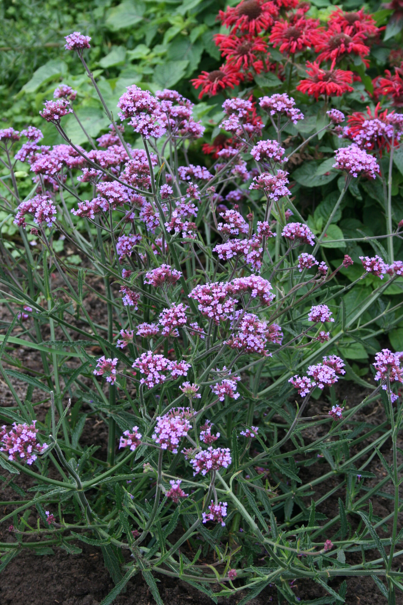 4623_verbena_bonariensis_lollipop_SS_002.jpeg