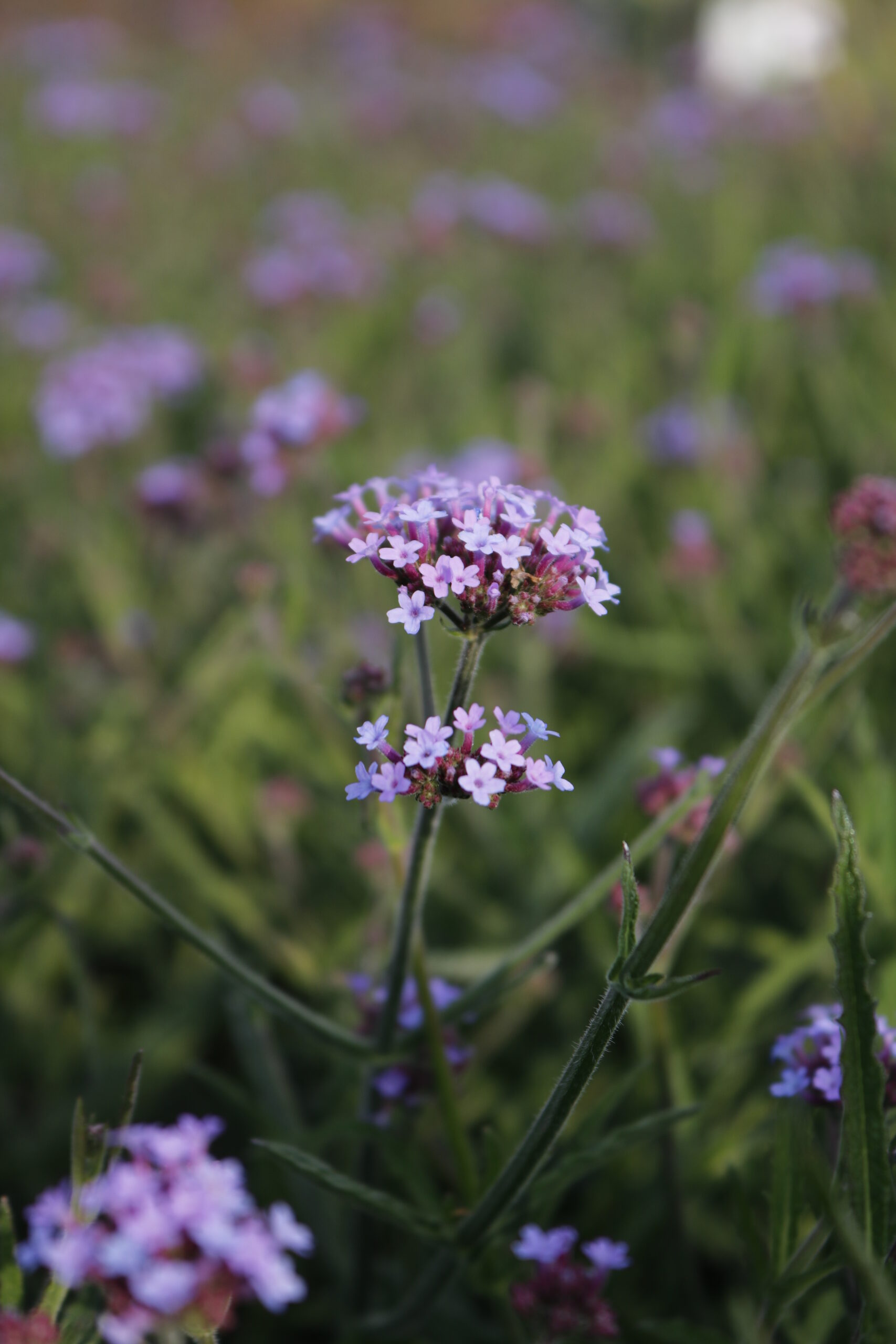 4624_verbena_bonariensis_lollipop_XS_003.jpeg