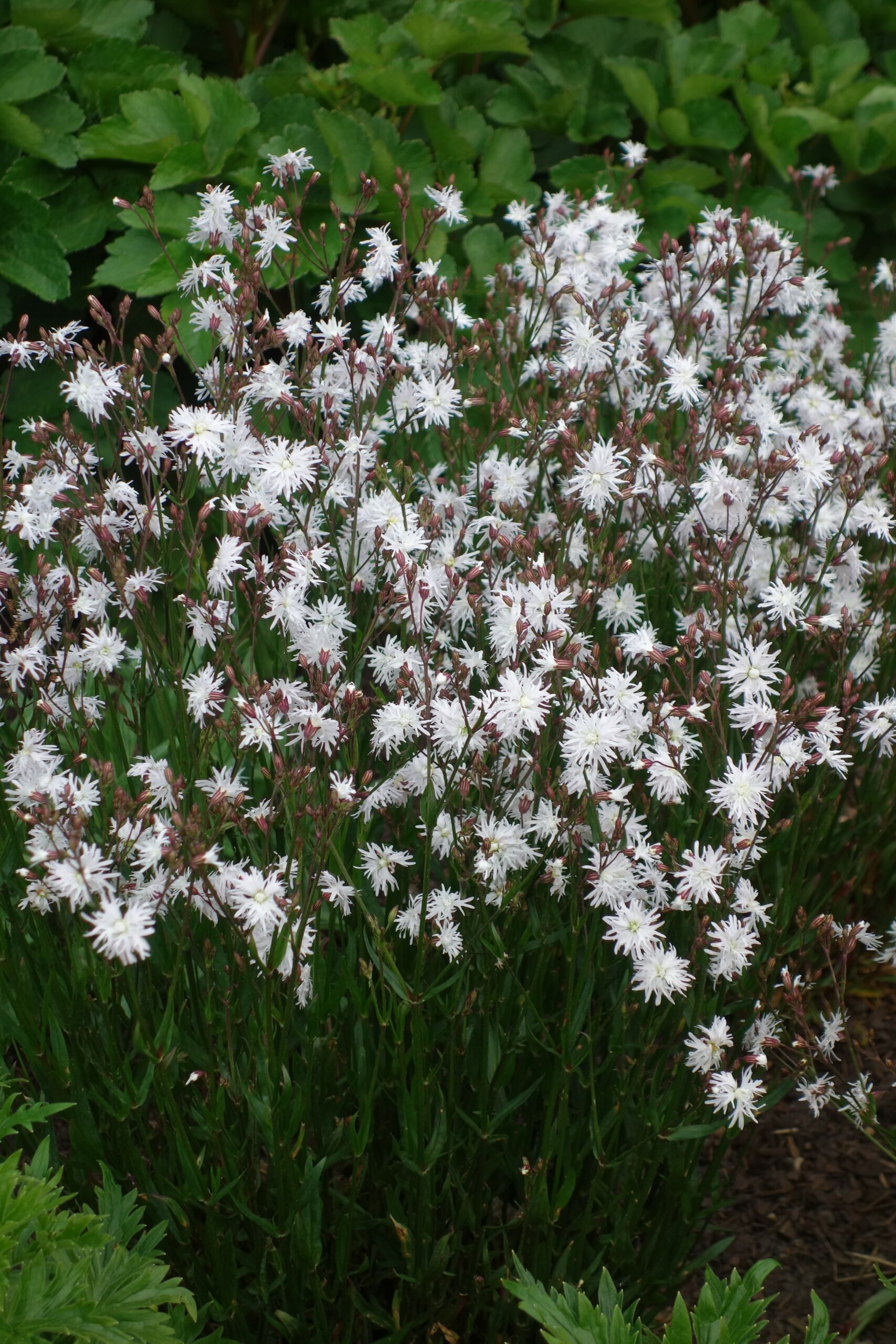 6818_lychnis_flos_cuculi_petite_henri_SS_004.jpeg