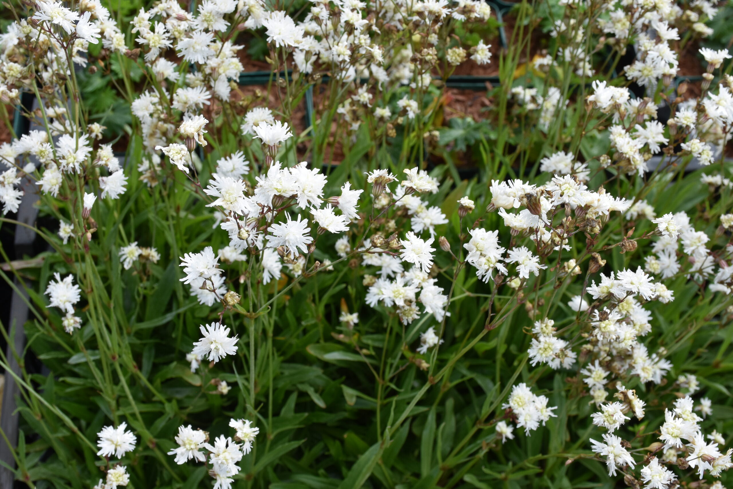 7493_lychnis_flos_cuculi_petite_henri_XS_006.jpg