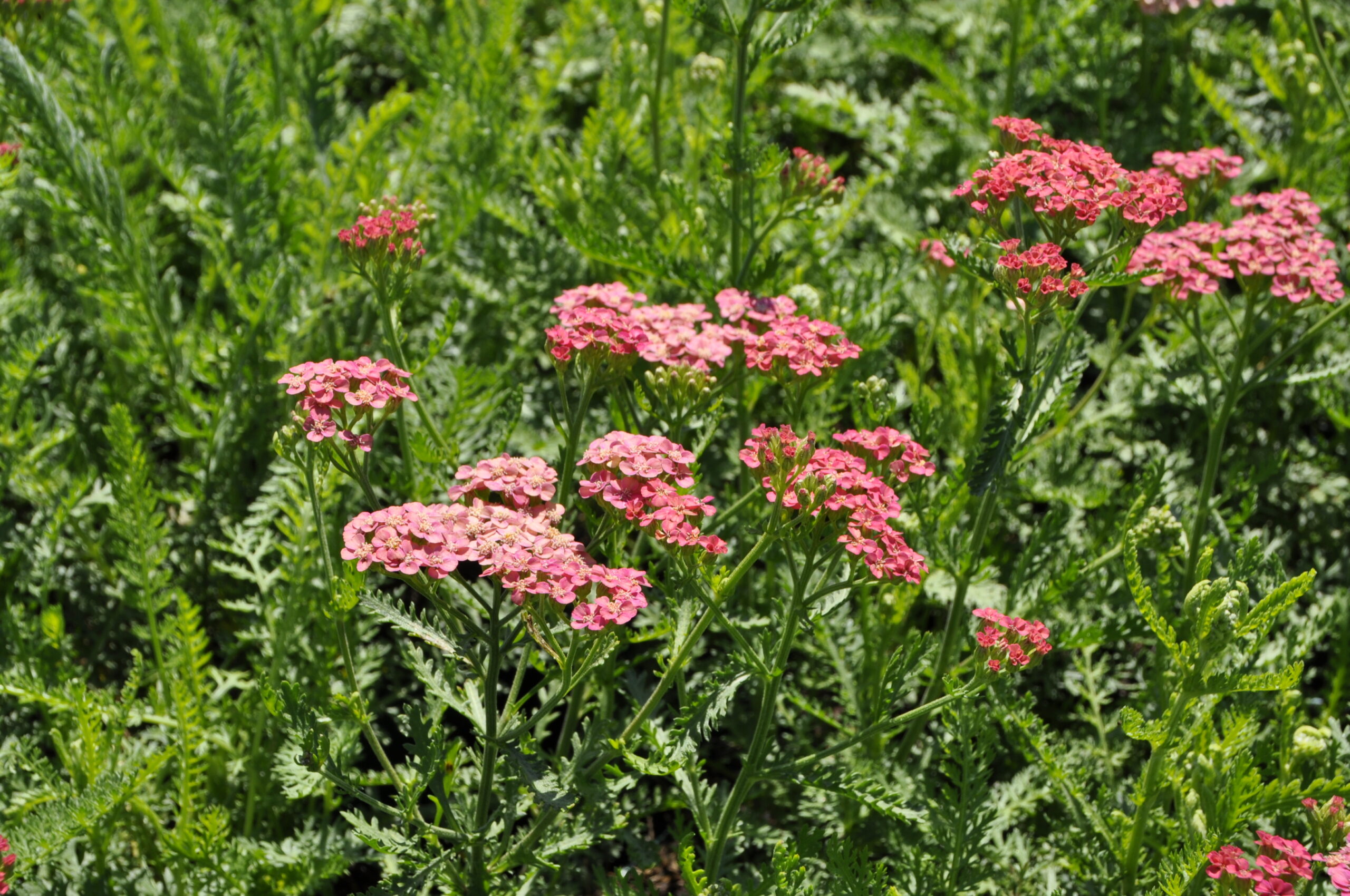 7662_achillea_millefolium_apricot_delight_BG_001.jpg