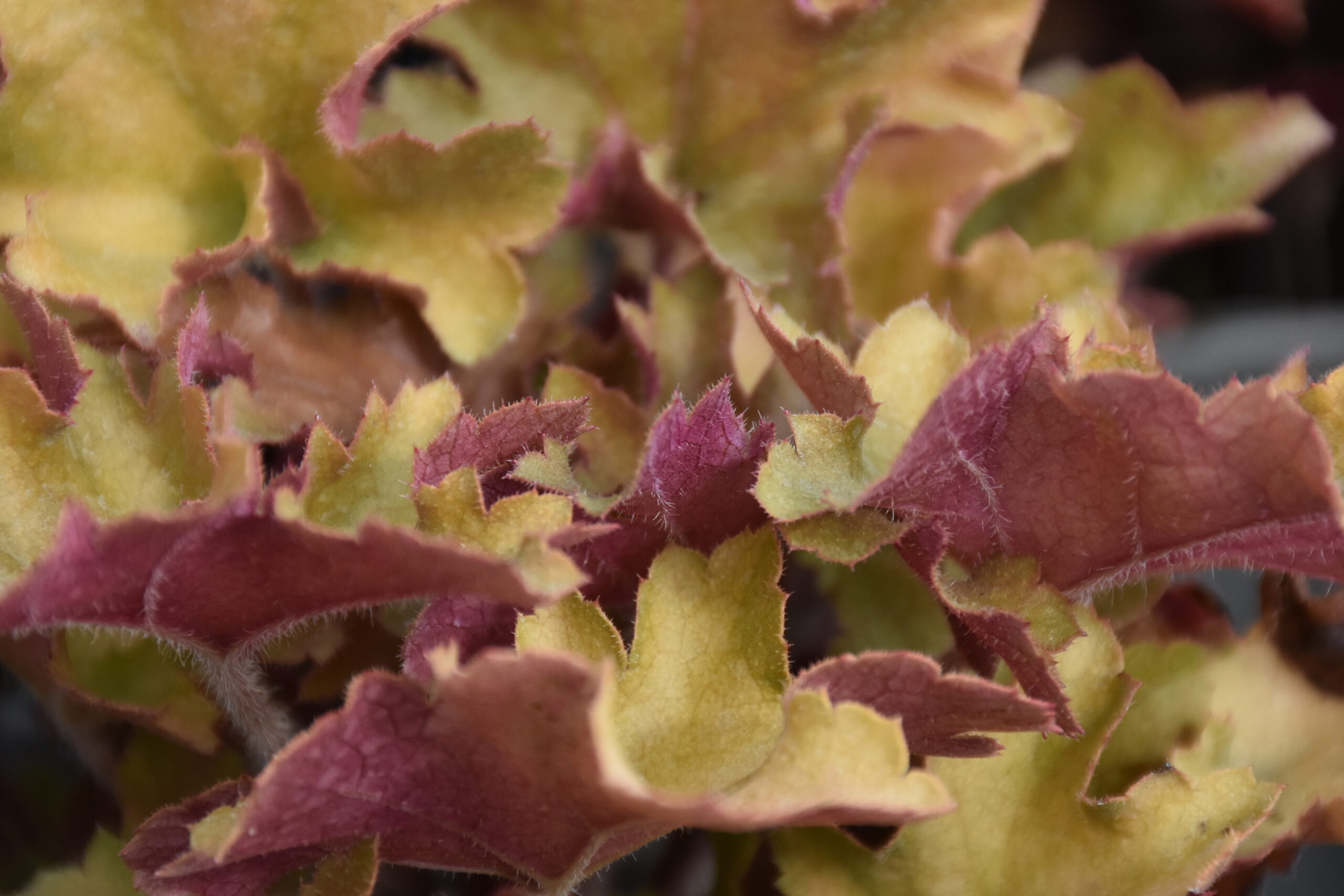 Heuchera villosa 'Marmalade' ®