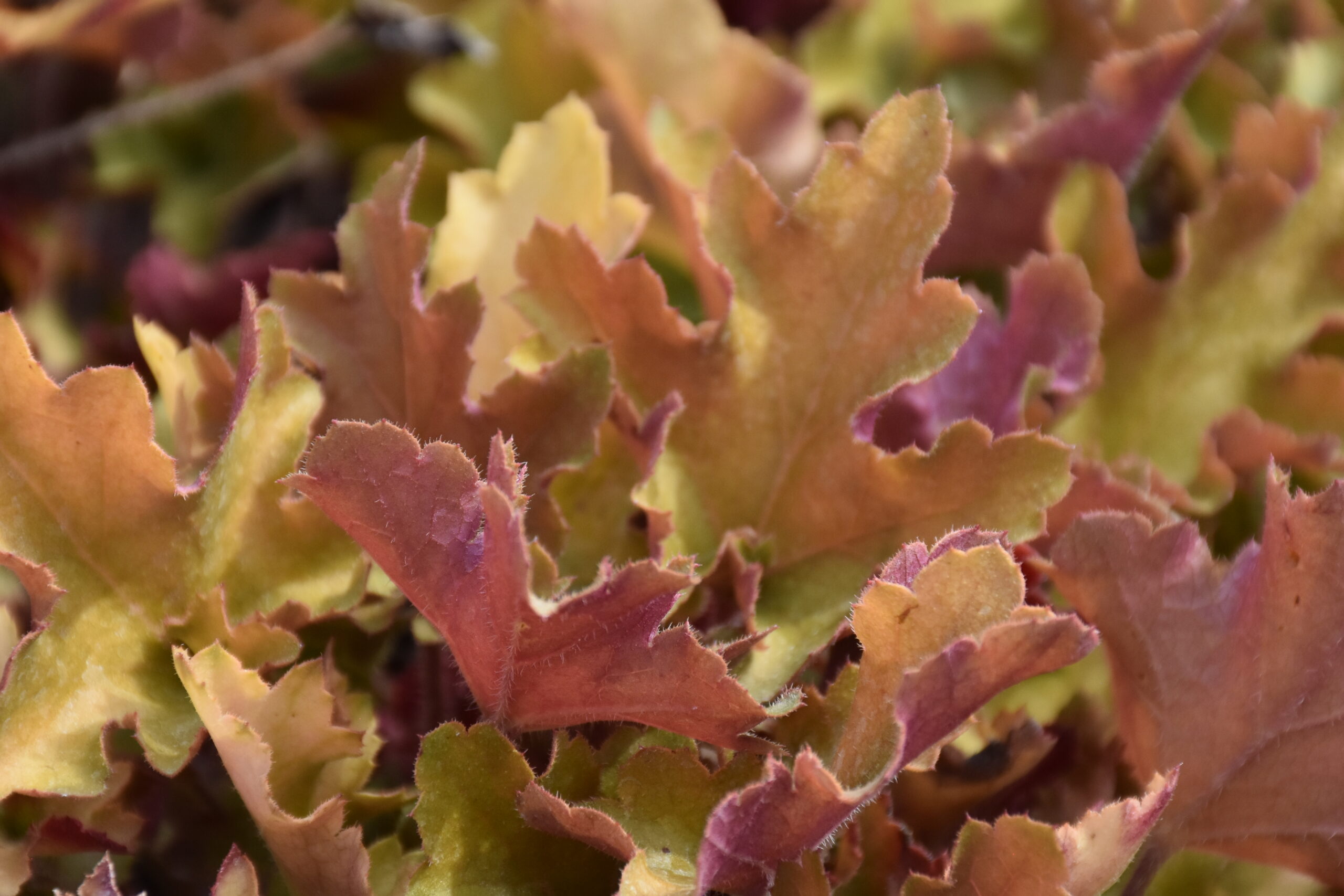 Heuchera villosa 'Marmalade' ® – Bild 3