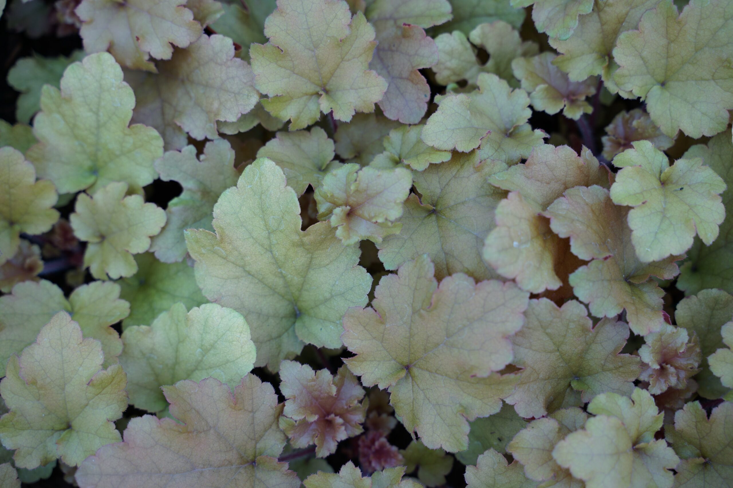 Heuchera villosa 'Marmalade' ® – Bild 2