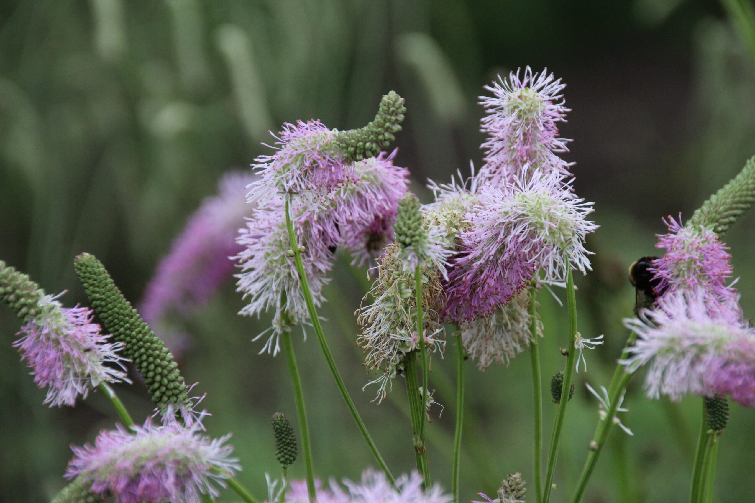 4112_sanguisorba_cultorum_pink_brushes_SS_002.jpeg