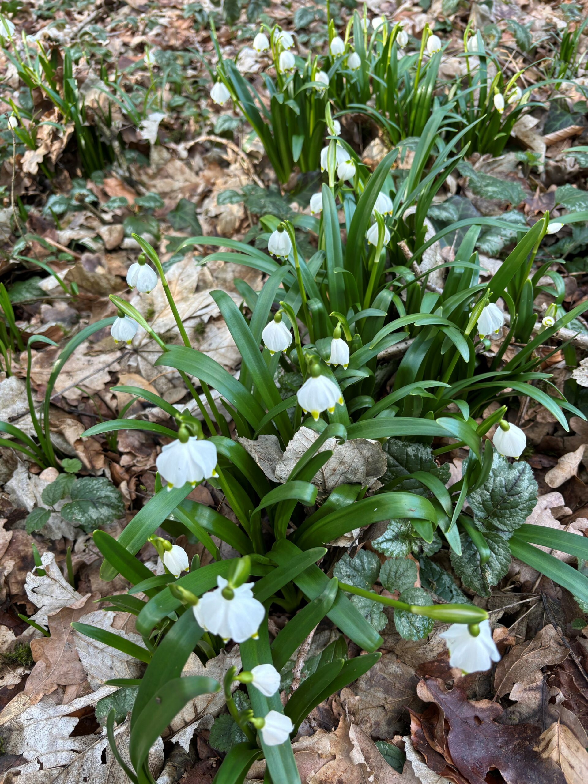 Leucojum vernum